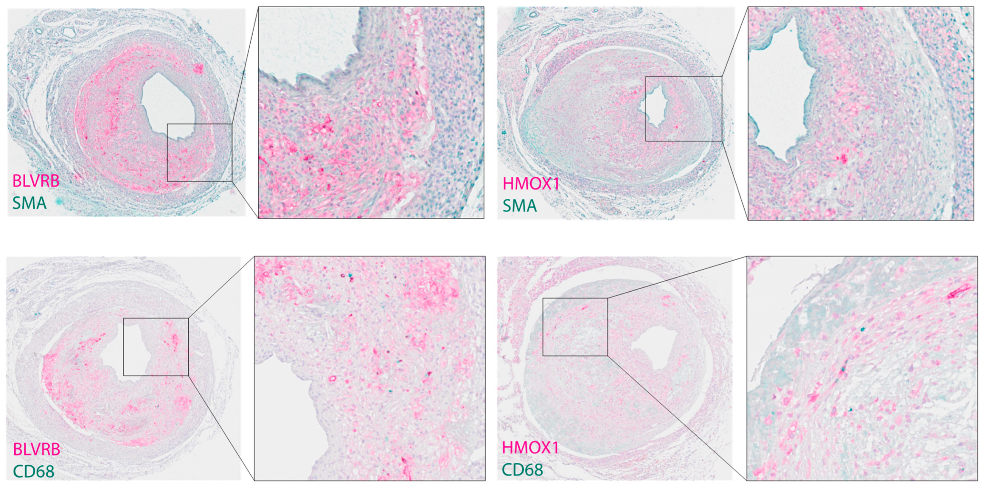 Biomolecules 13 00882 g004