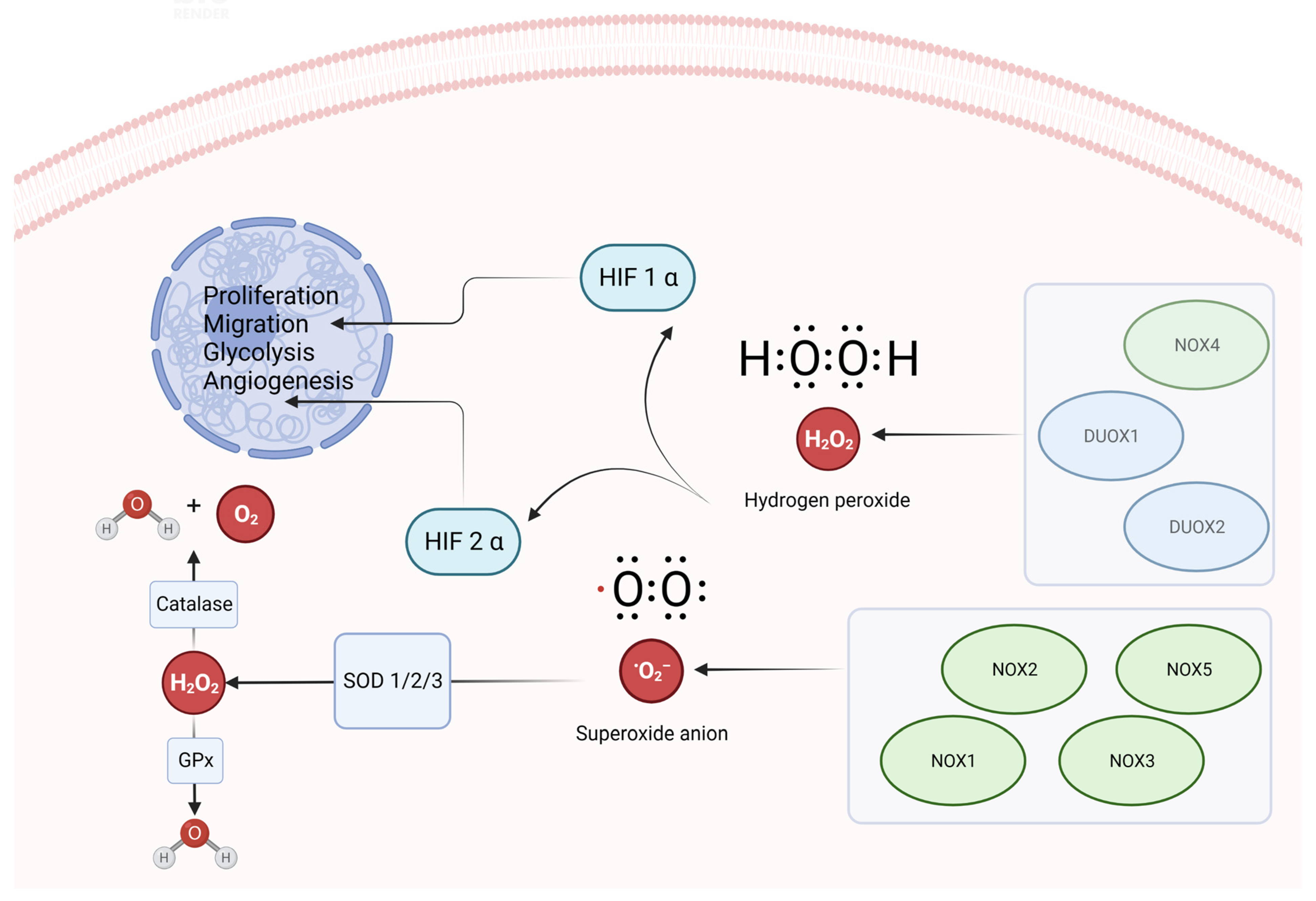 Biomolecules 13 00886 g001