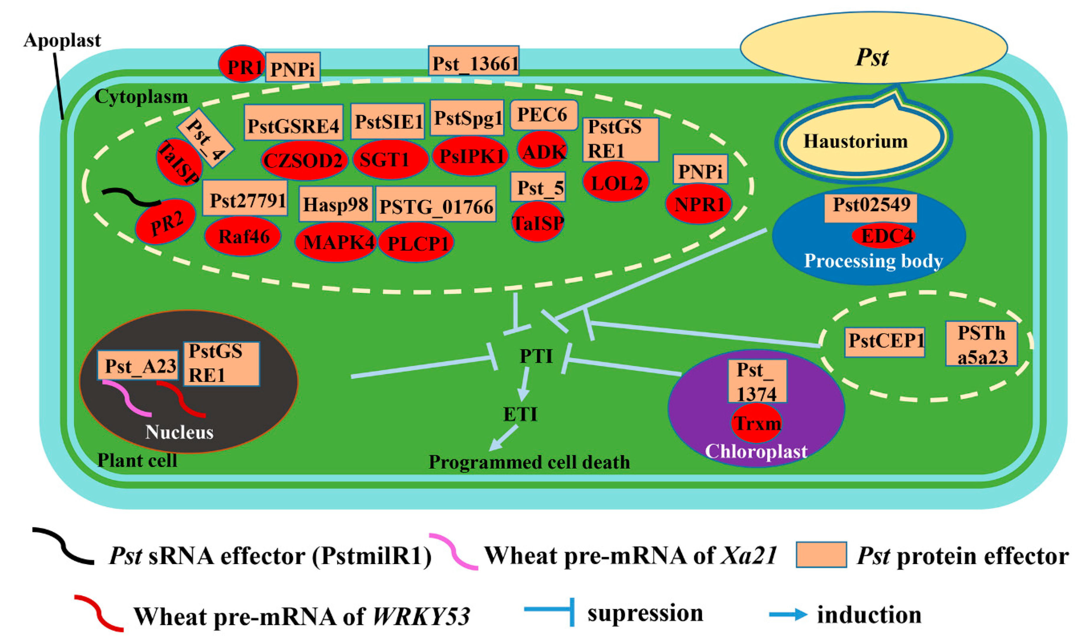 Biomolecules 13 00889 g001