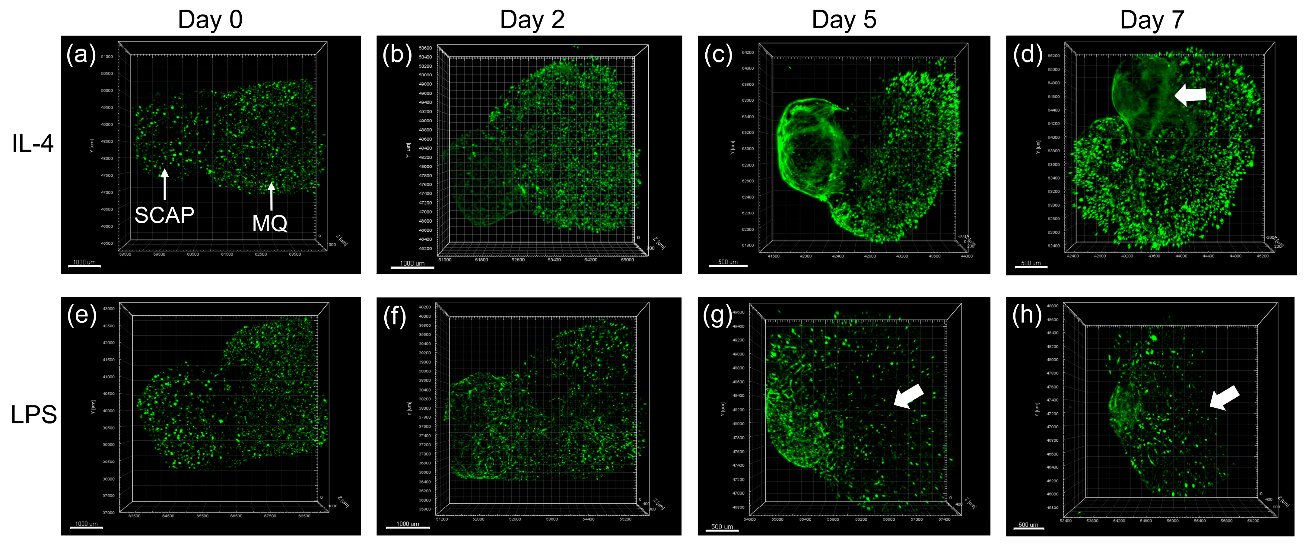Biomolecules 13 00900 g002