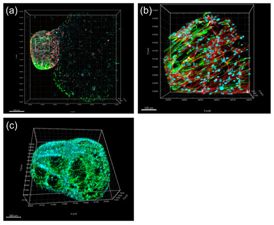 Biomolecules 13 00900 g003