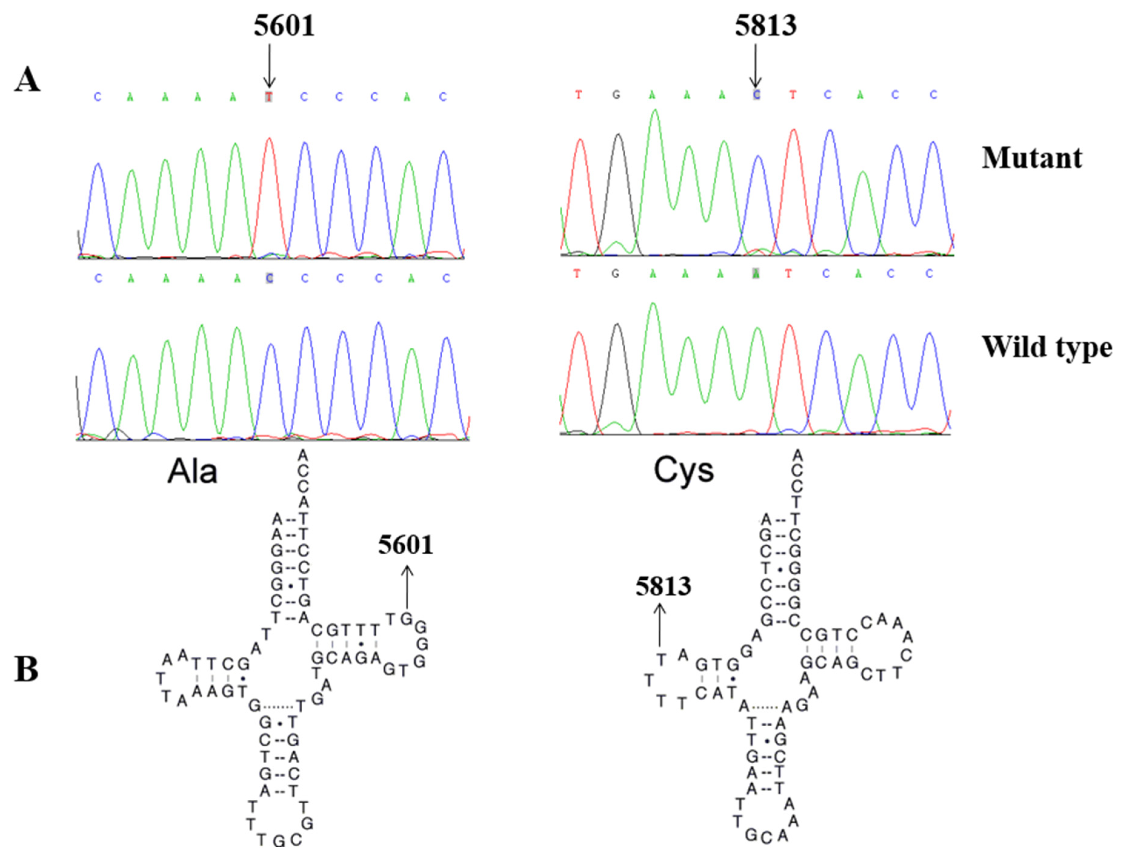 Biomolecules 13 00907 g003