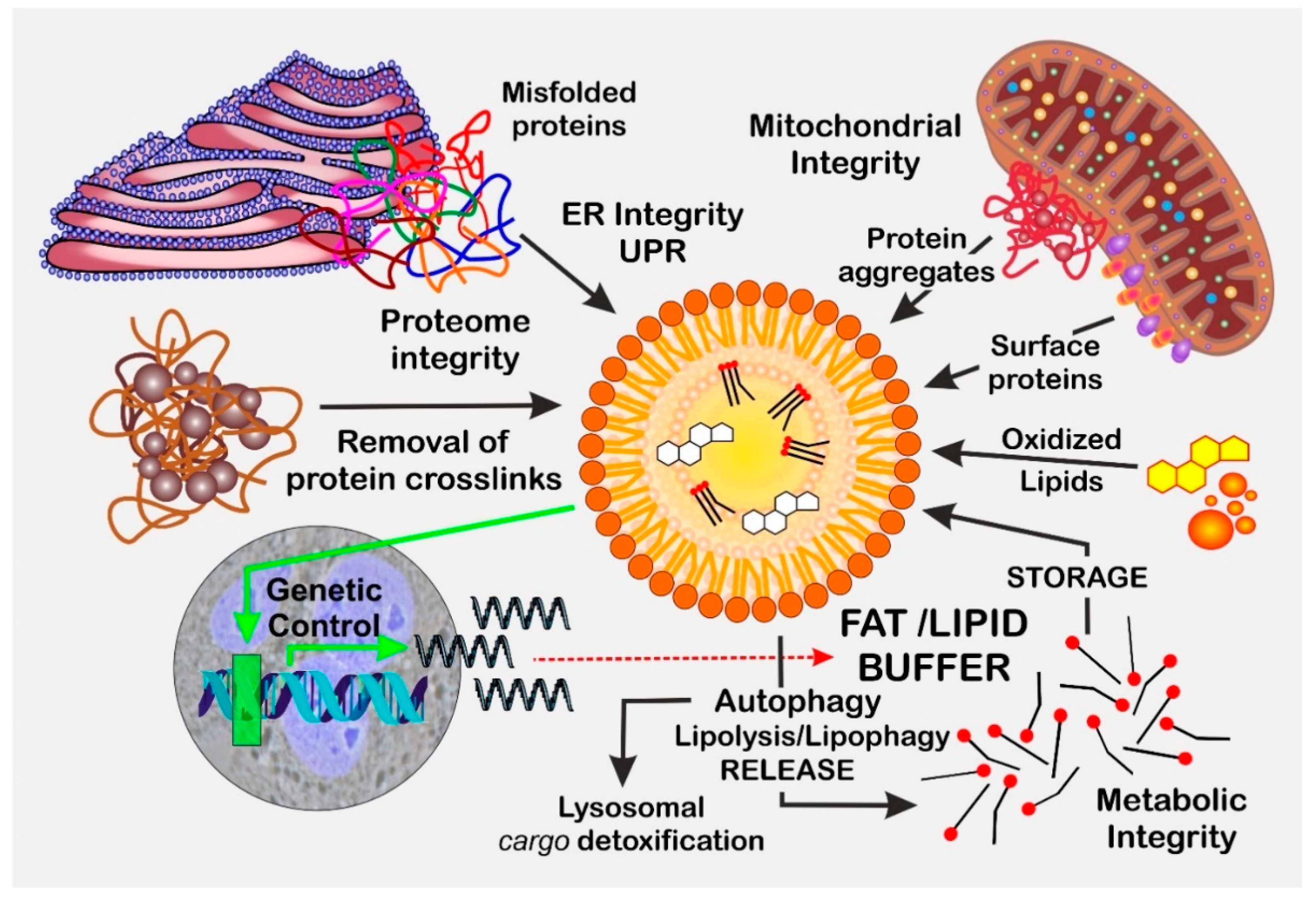 Biomolecules 13 00912 g001