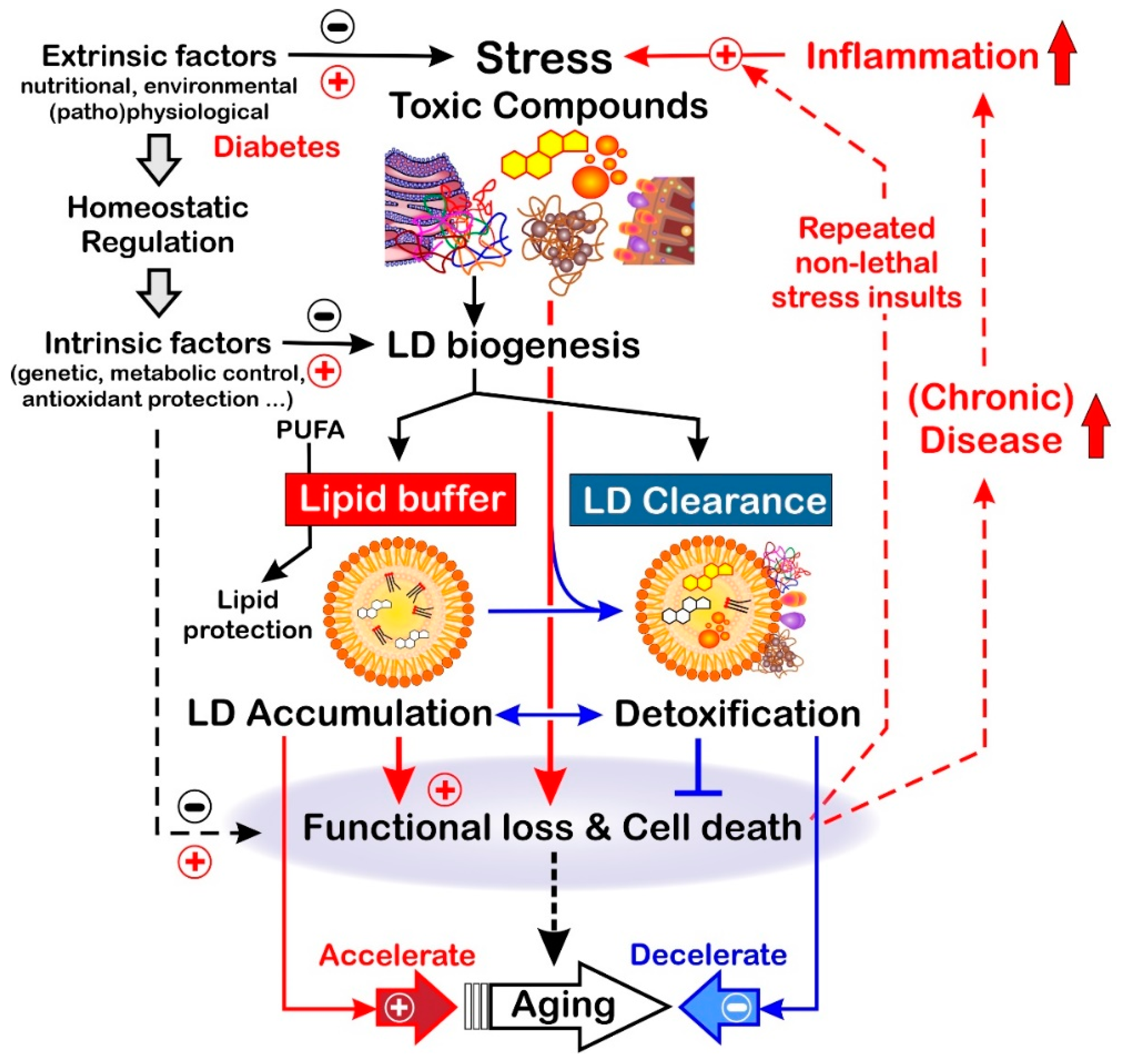 Biomolecules 13 00912 g003