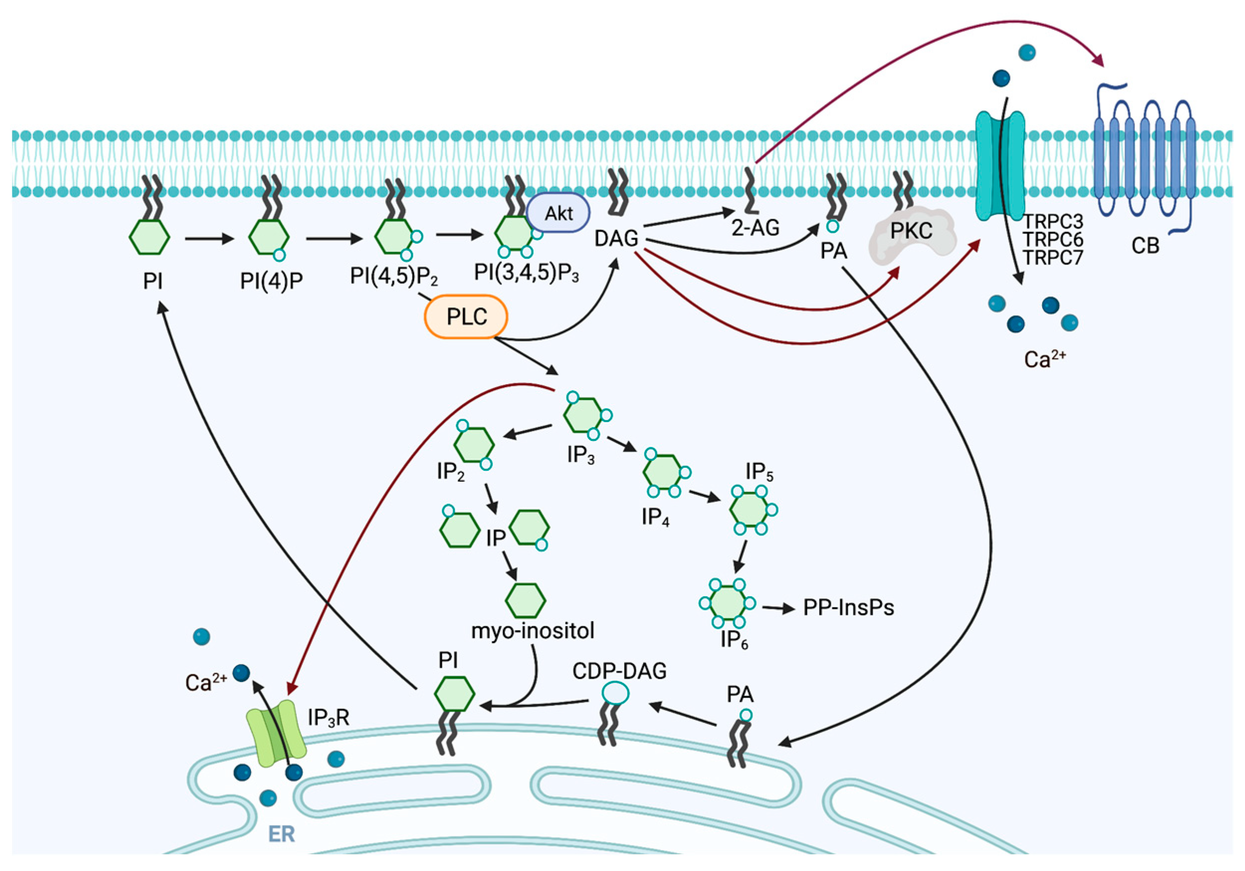 Biomolecules 13 00915 g002