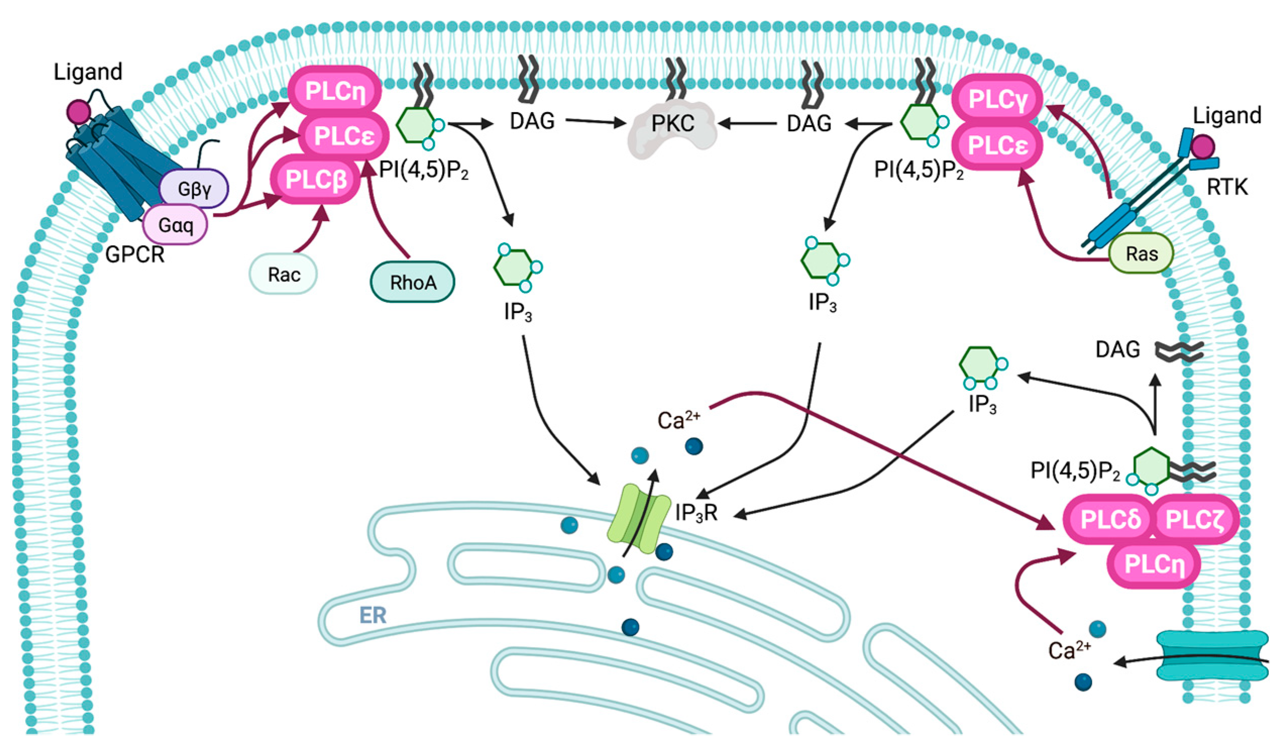 Biomolecules 13 00915 g003