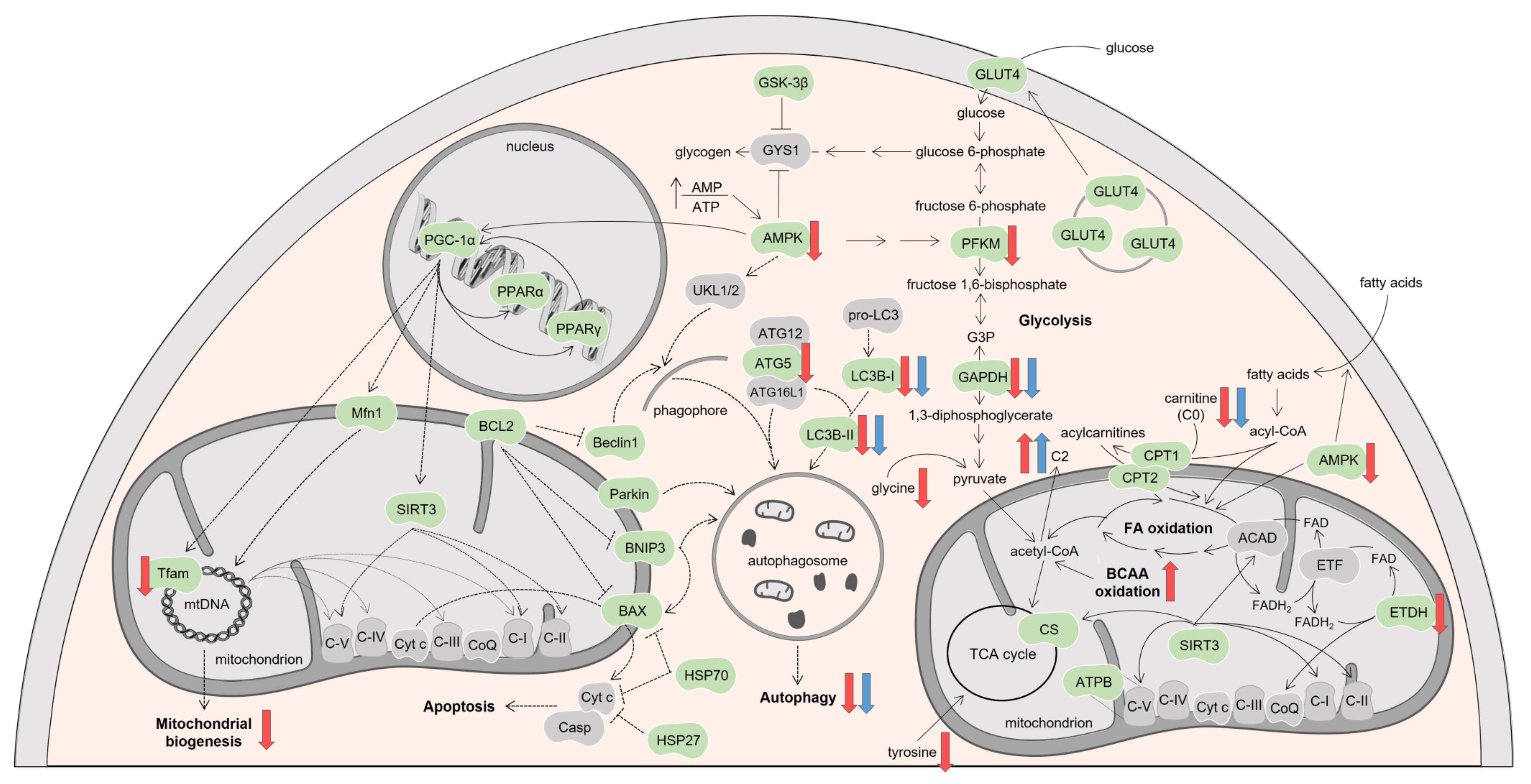 Biomolecules 13 00921 g009