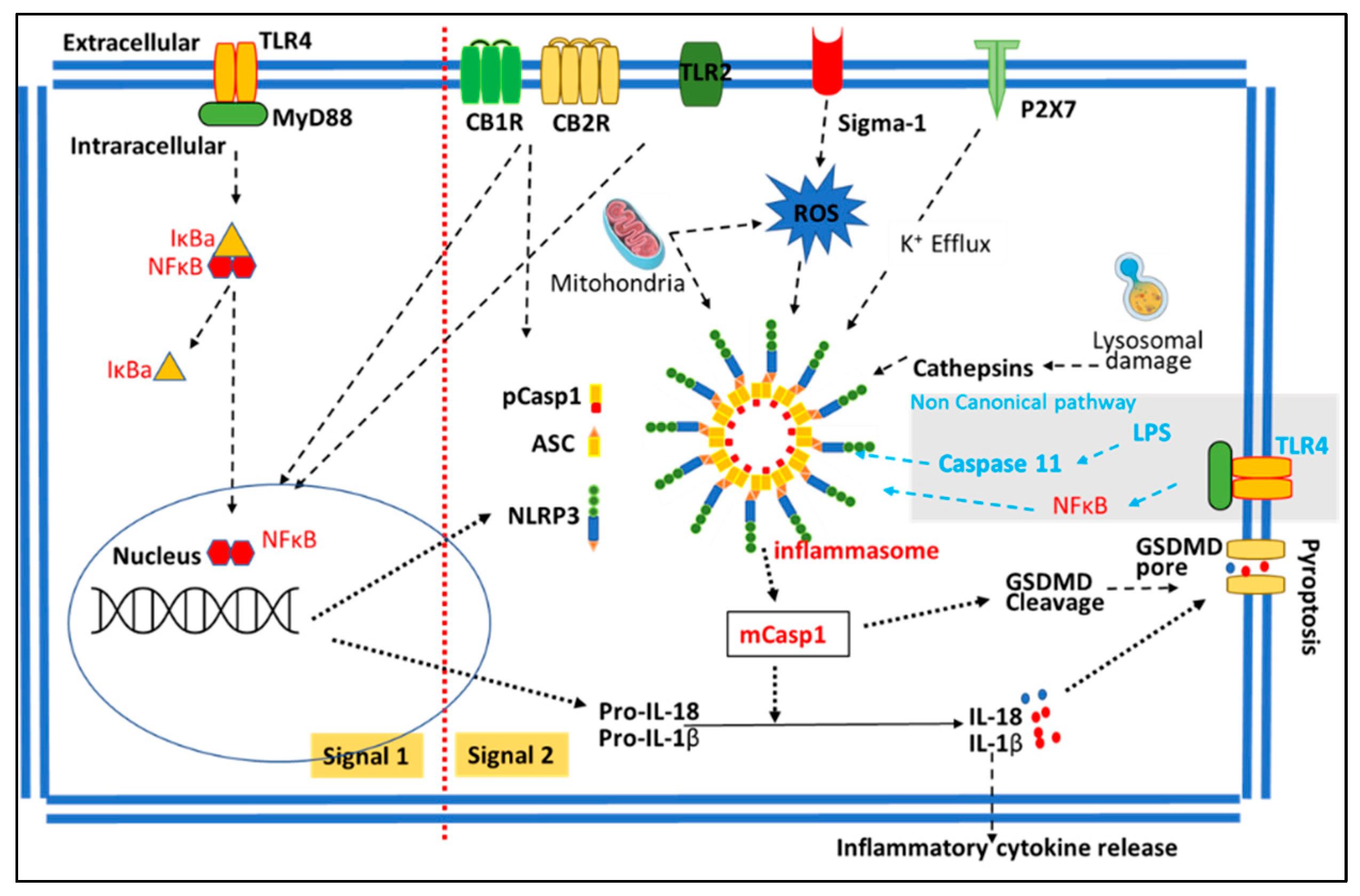 Biomolecules 13 00922 g002 Biomolecules 13 00922 g002