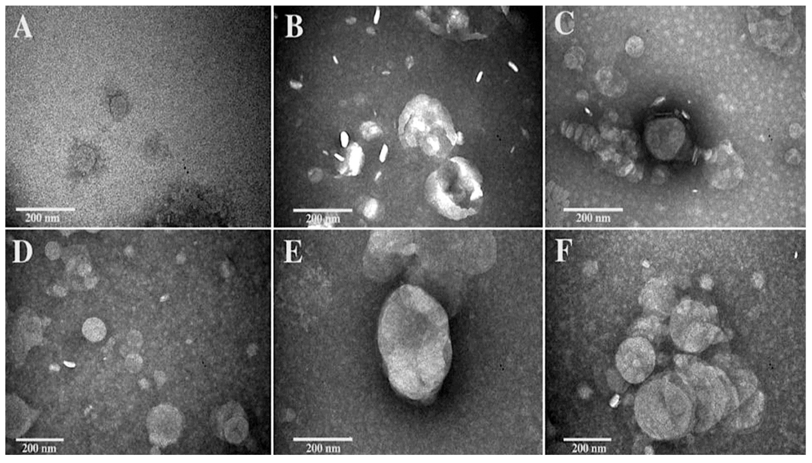 Biomolecules 13 00924 g001