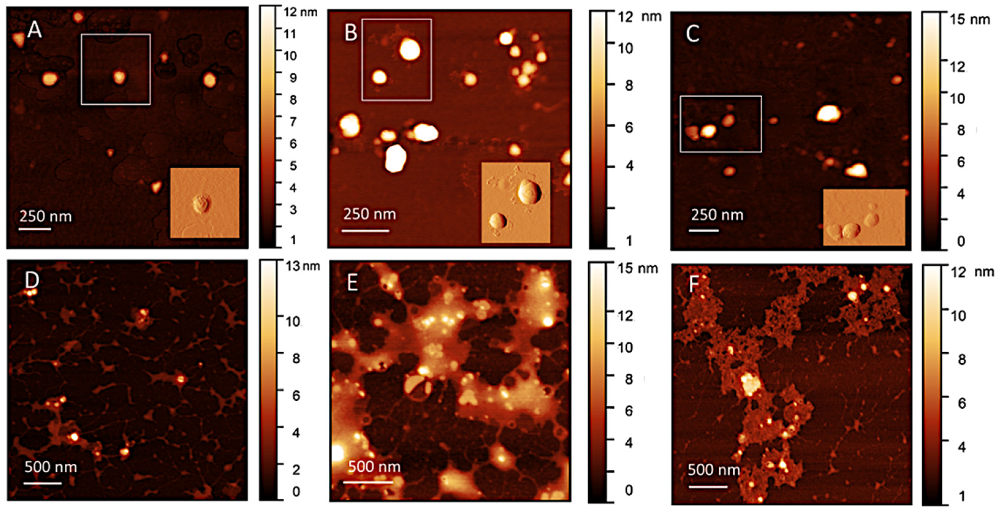 Biomolecules 13 00924 g002
