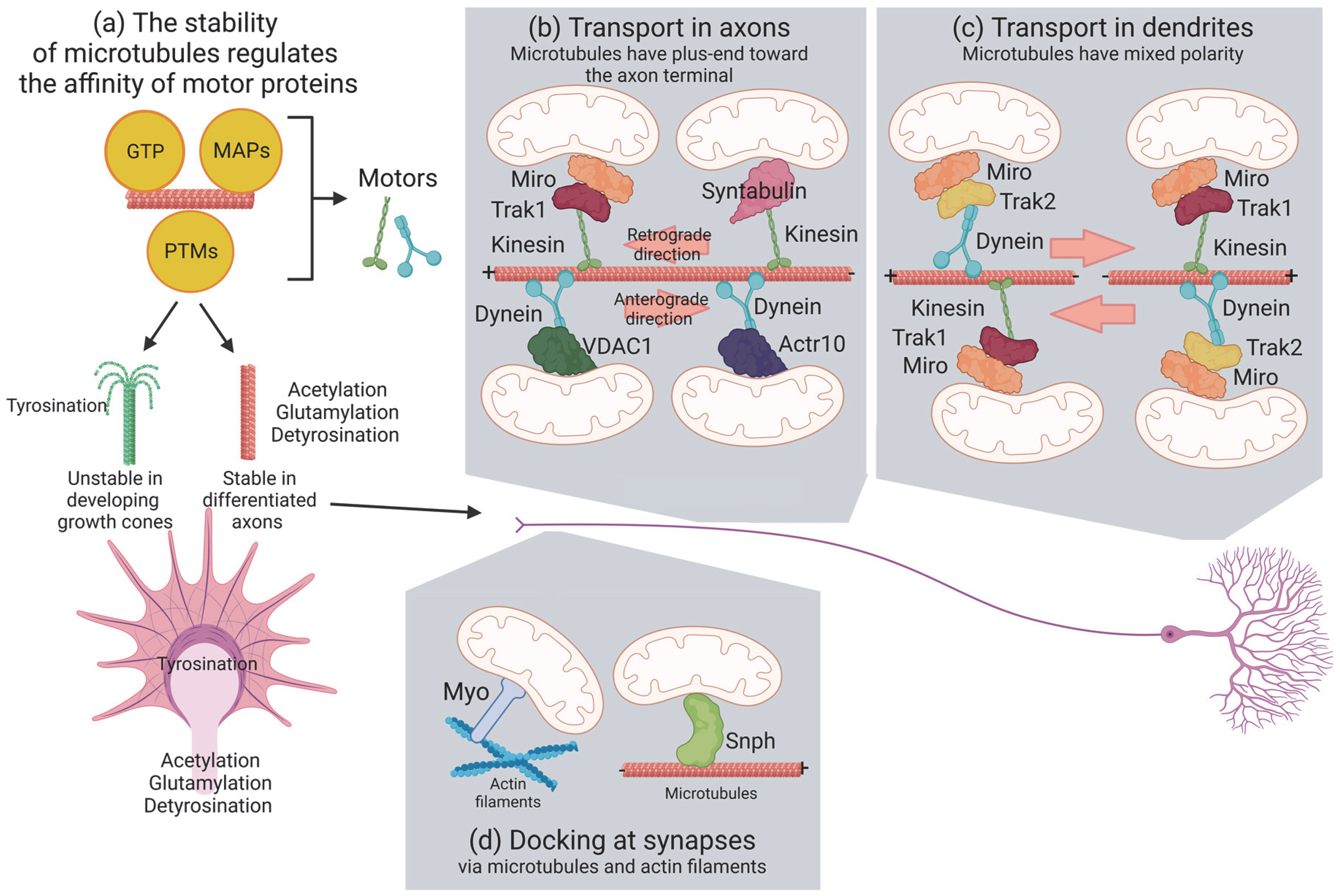 Biomolecules 13 00938 g001