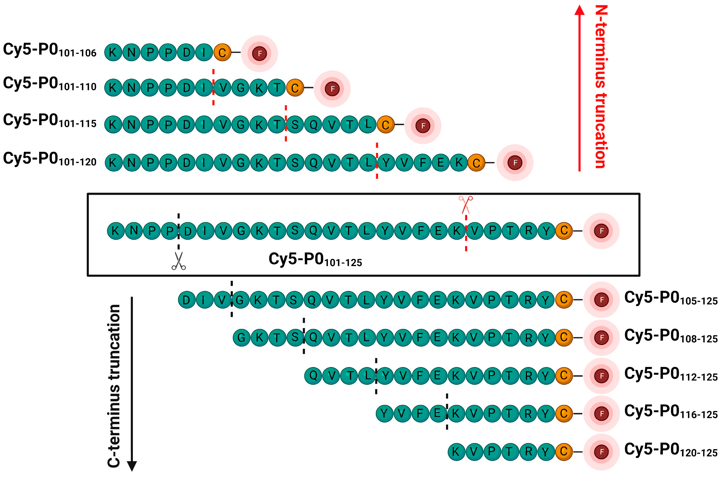 Biomolecules 13 00942 g001