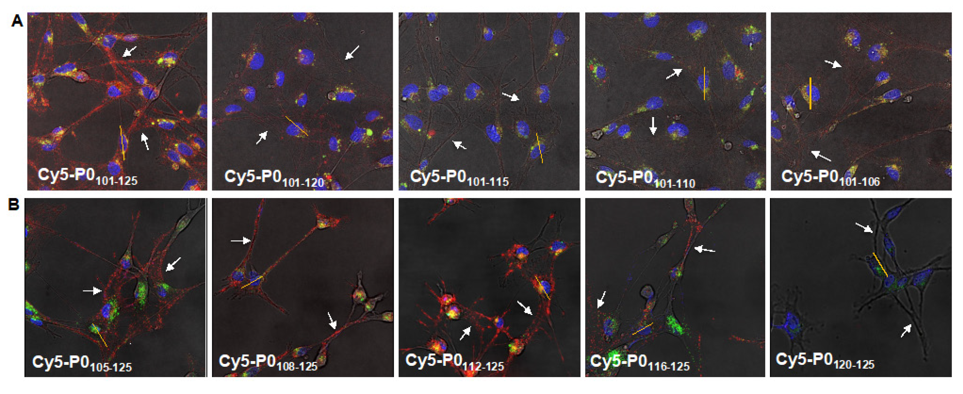 Biomolecules 13 00942 g002