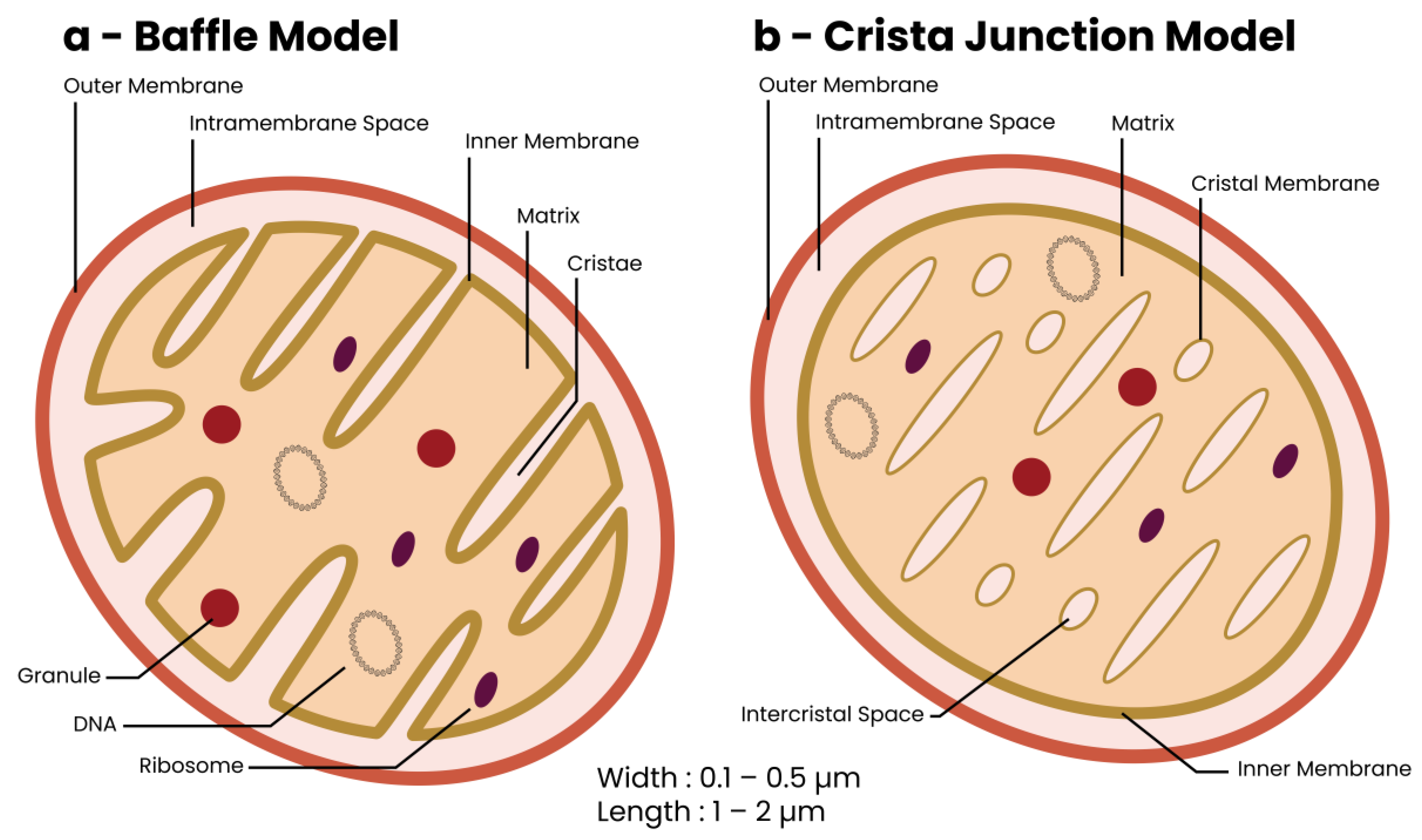 Biomolecules 13 00944 g001