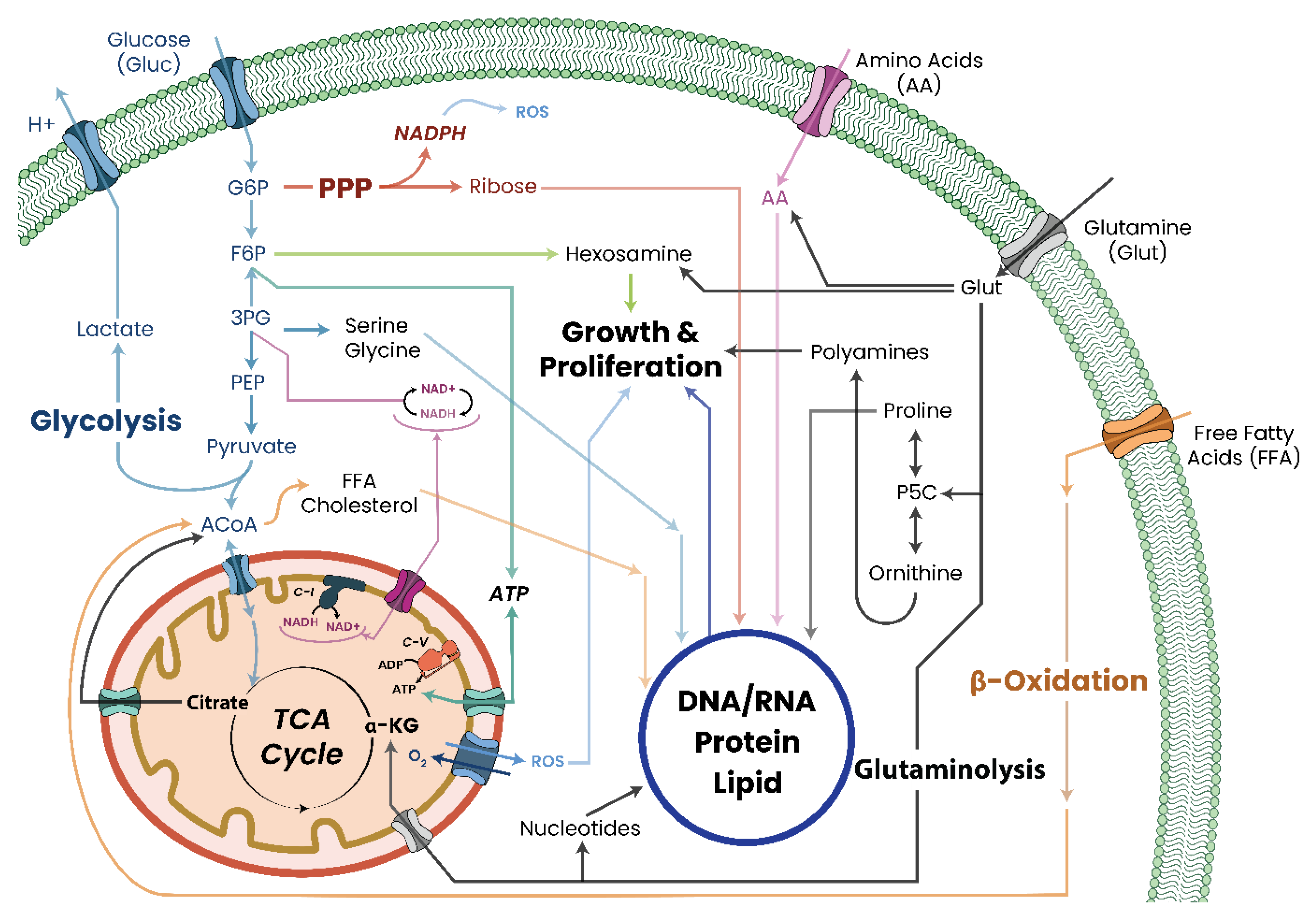 Biomolecules 13 00944 g006