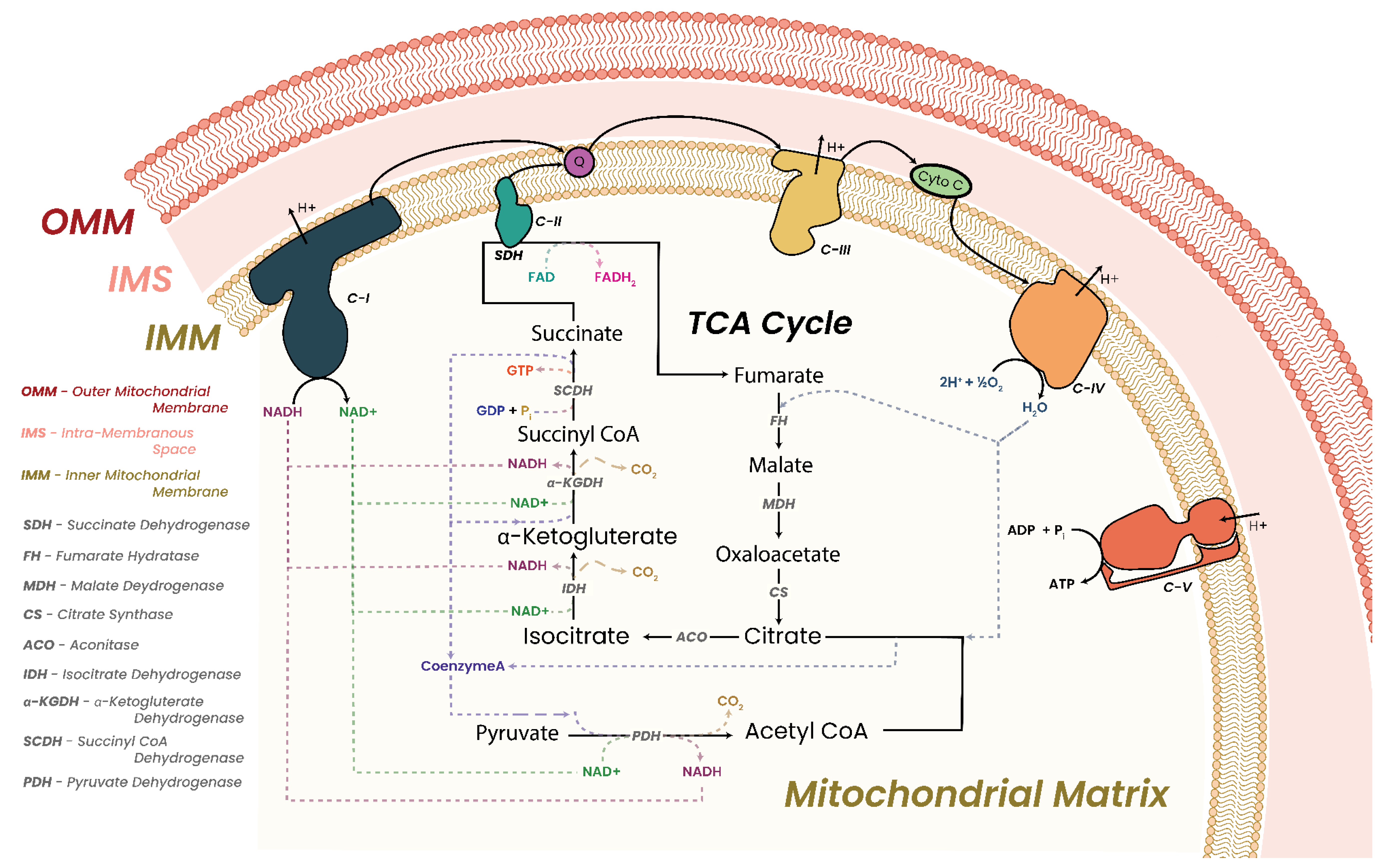 Biomolecules 13 00944 g009