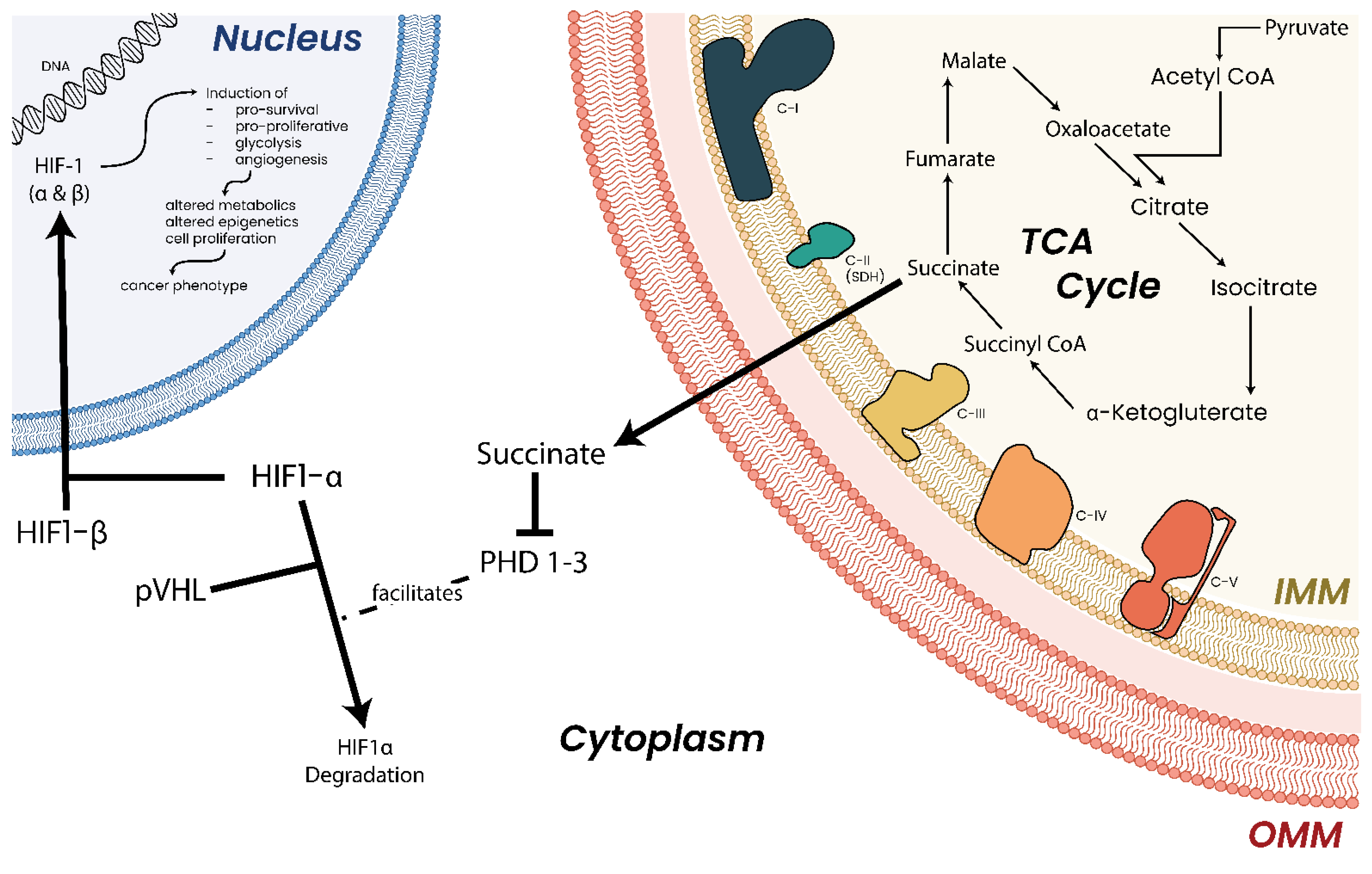 Biomolecules 13 00944 g010