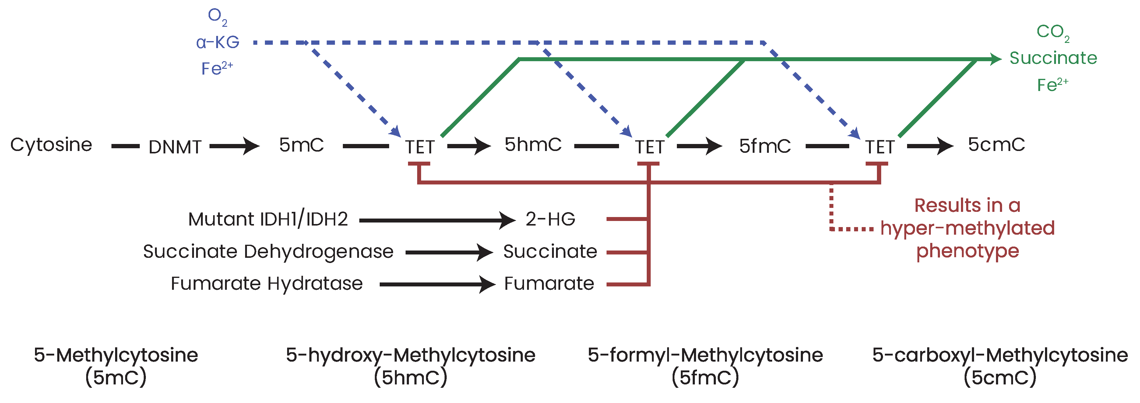 Biomolecules 13 00944 g012