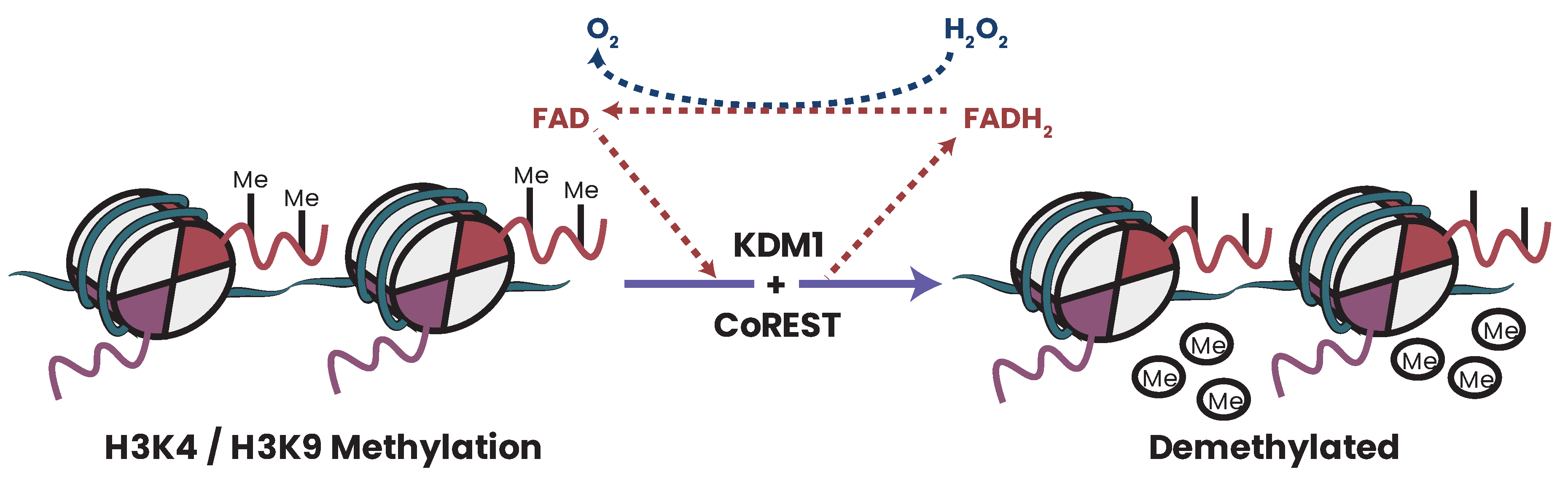 Biomolecules 13 00944 g017