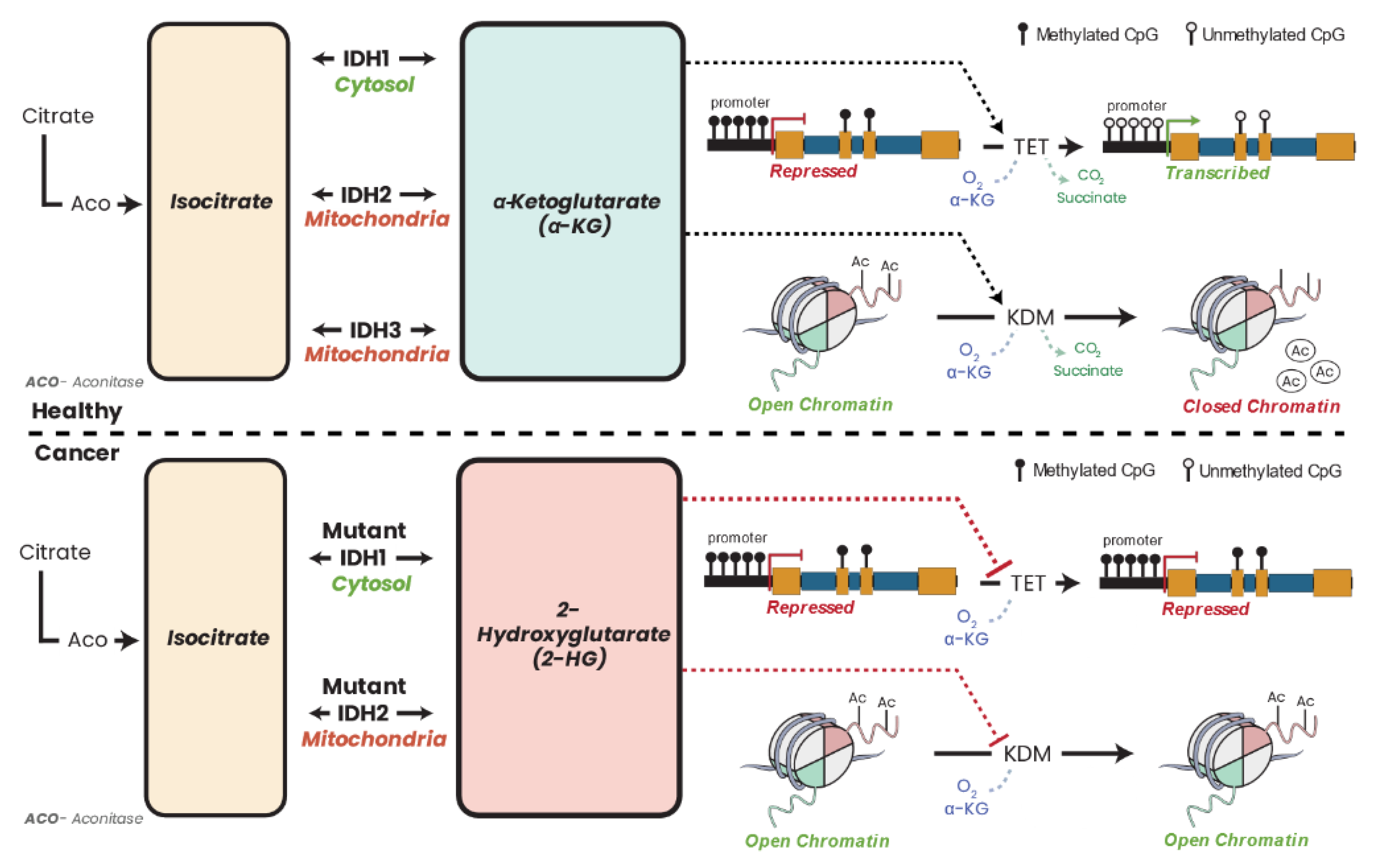 Biomolecules 13 00944 g018