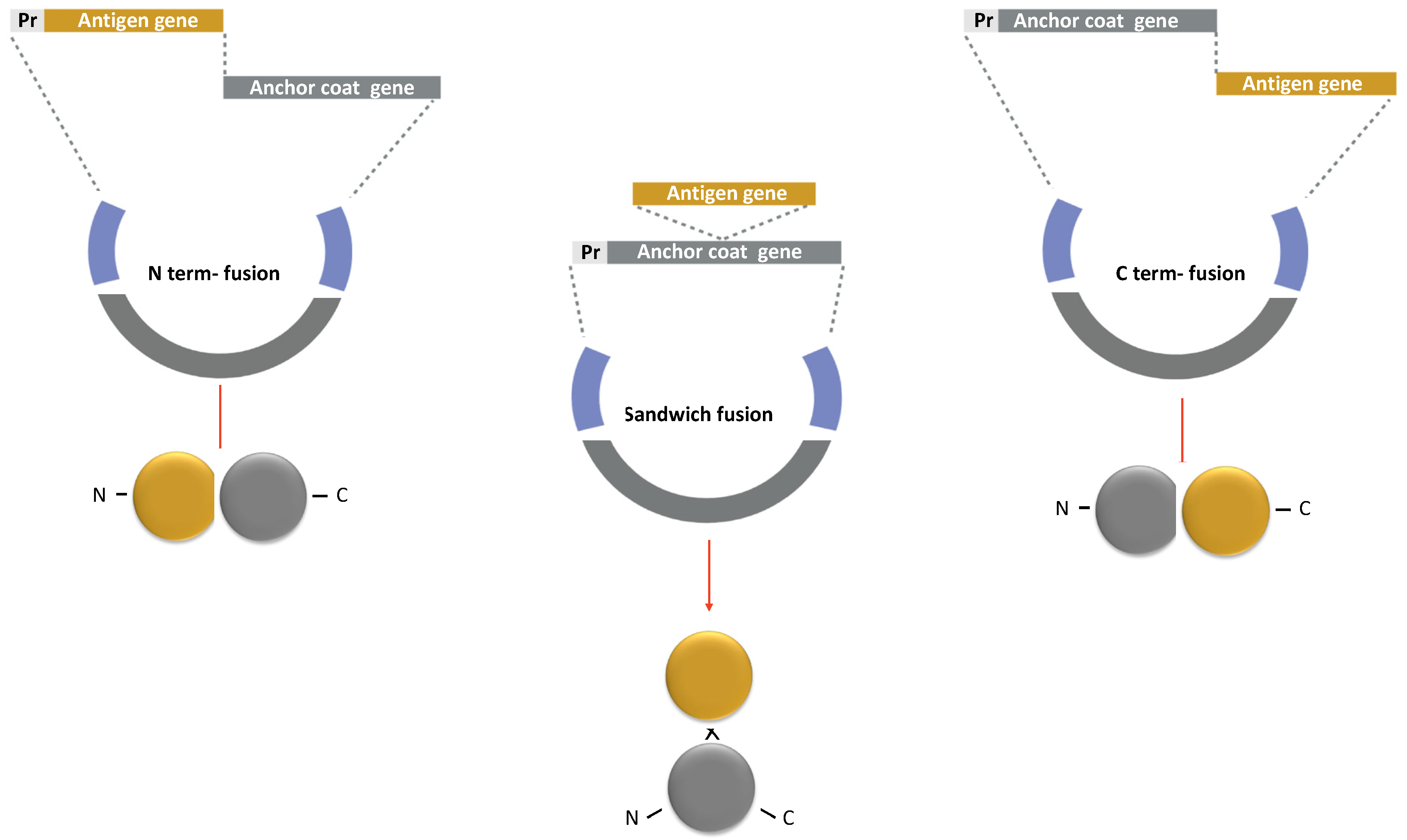 Biomolecules 13 00947 g006 Biomolecules 13 00947 g006