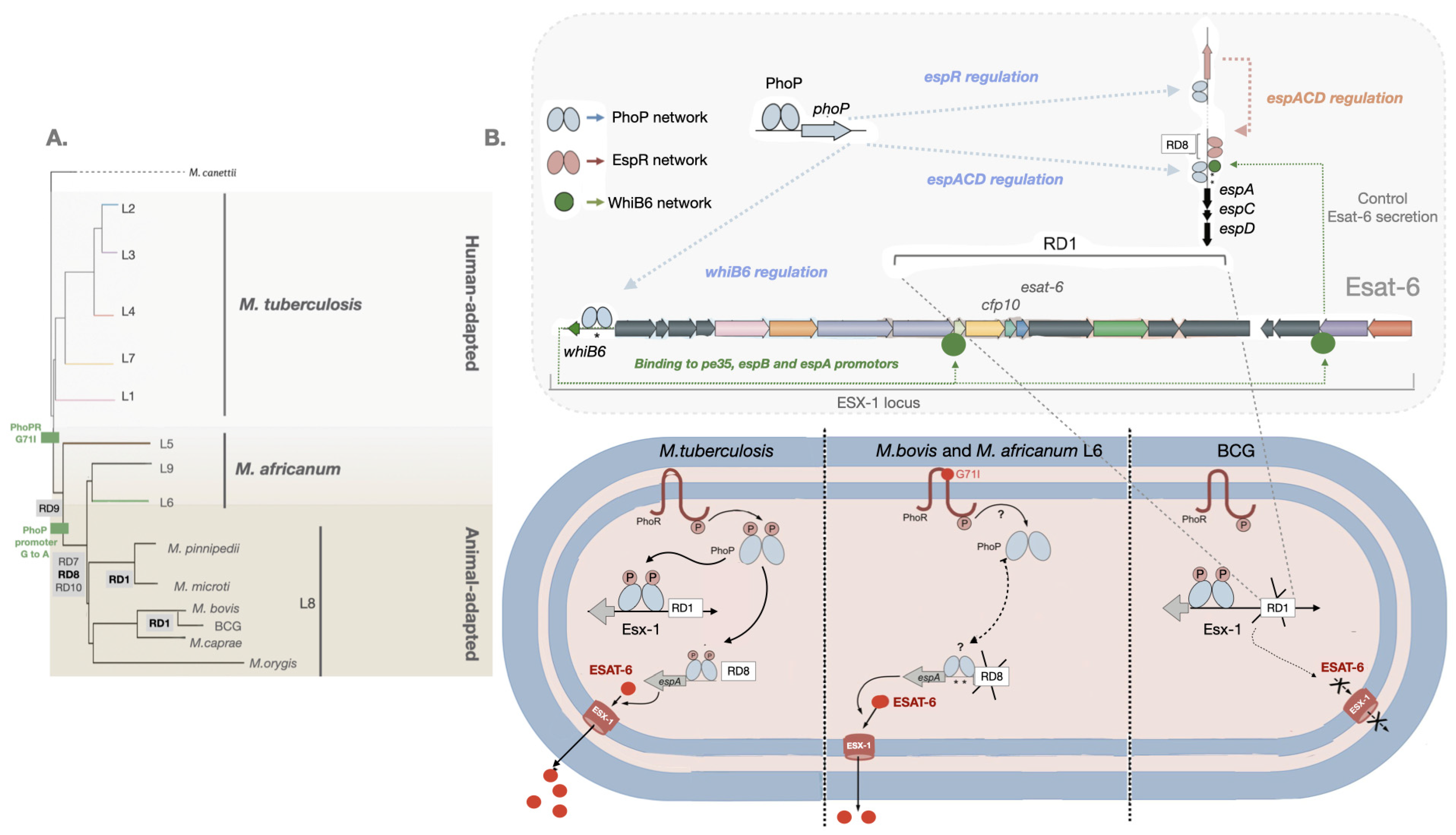 Biomolecules 13 00968 g001
