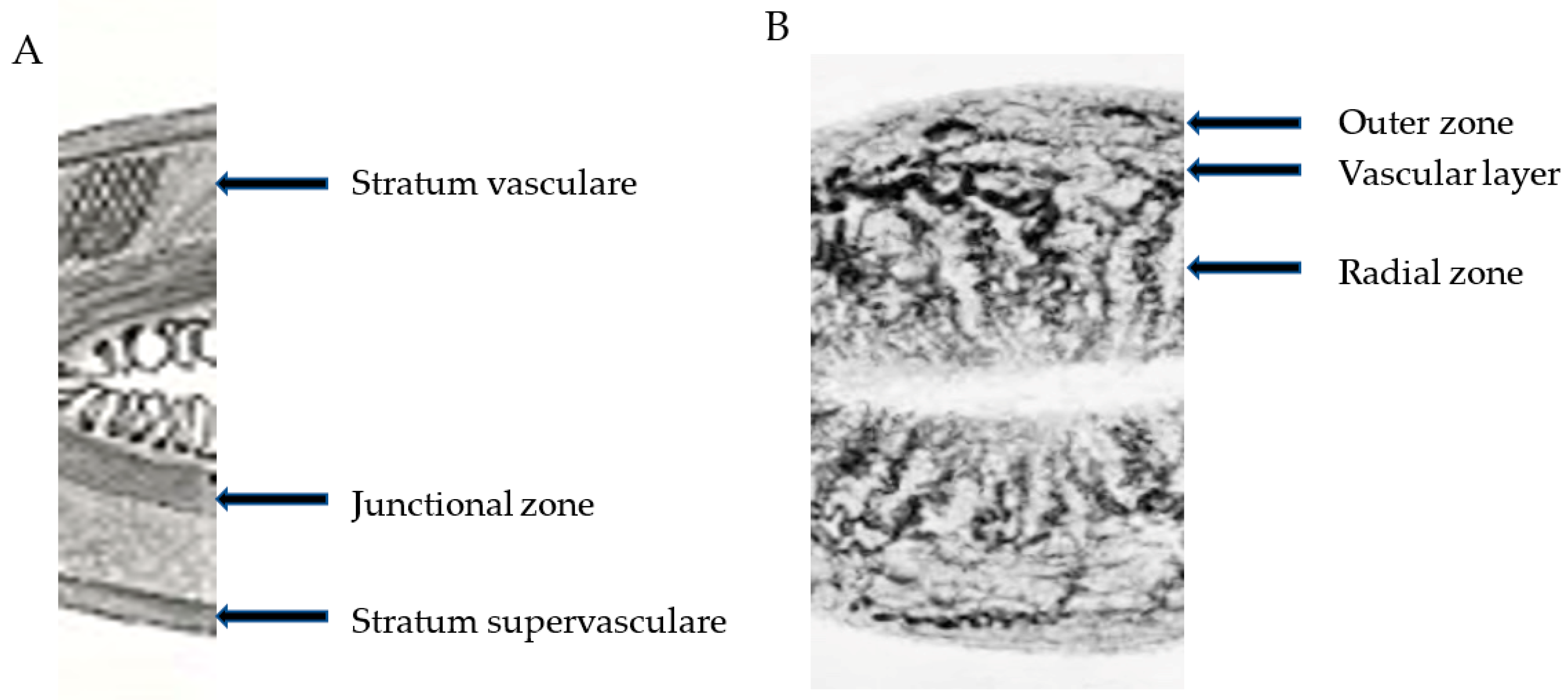 Biomolecules 13 00975 g001