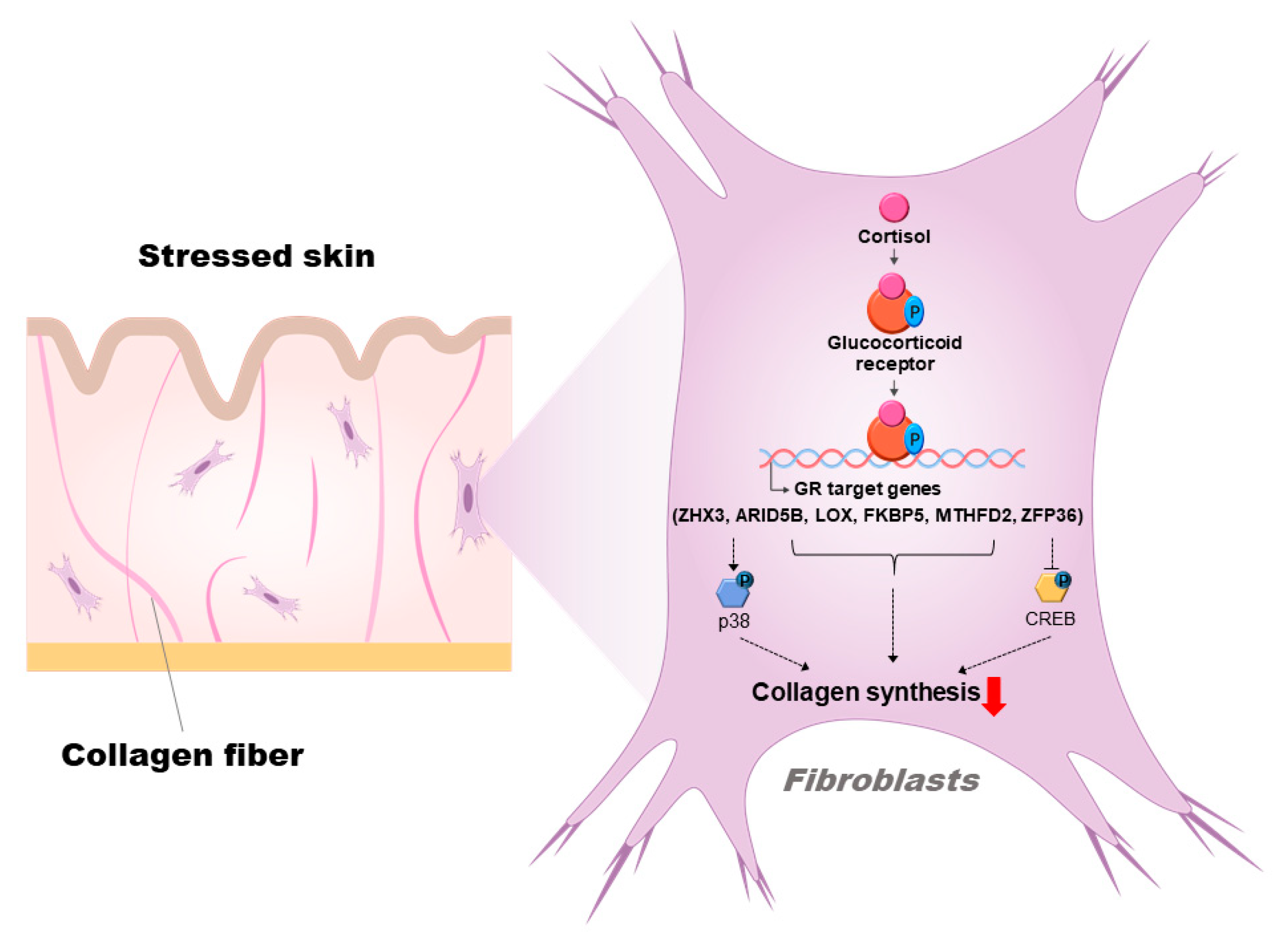 Biomolecules 13 00978 g006