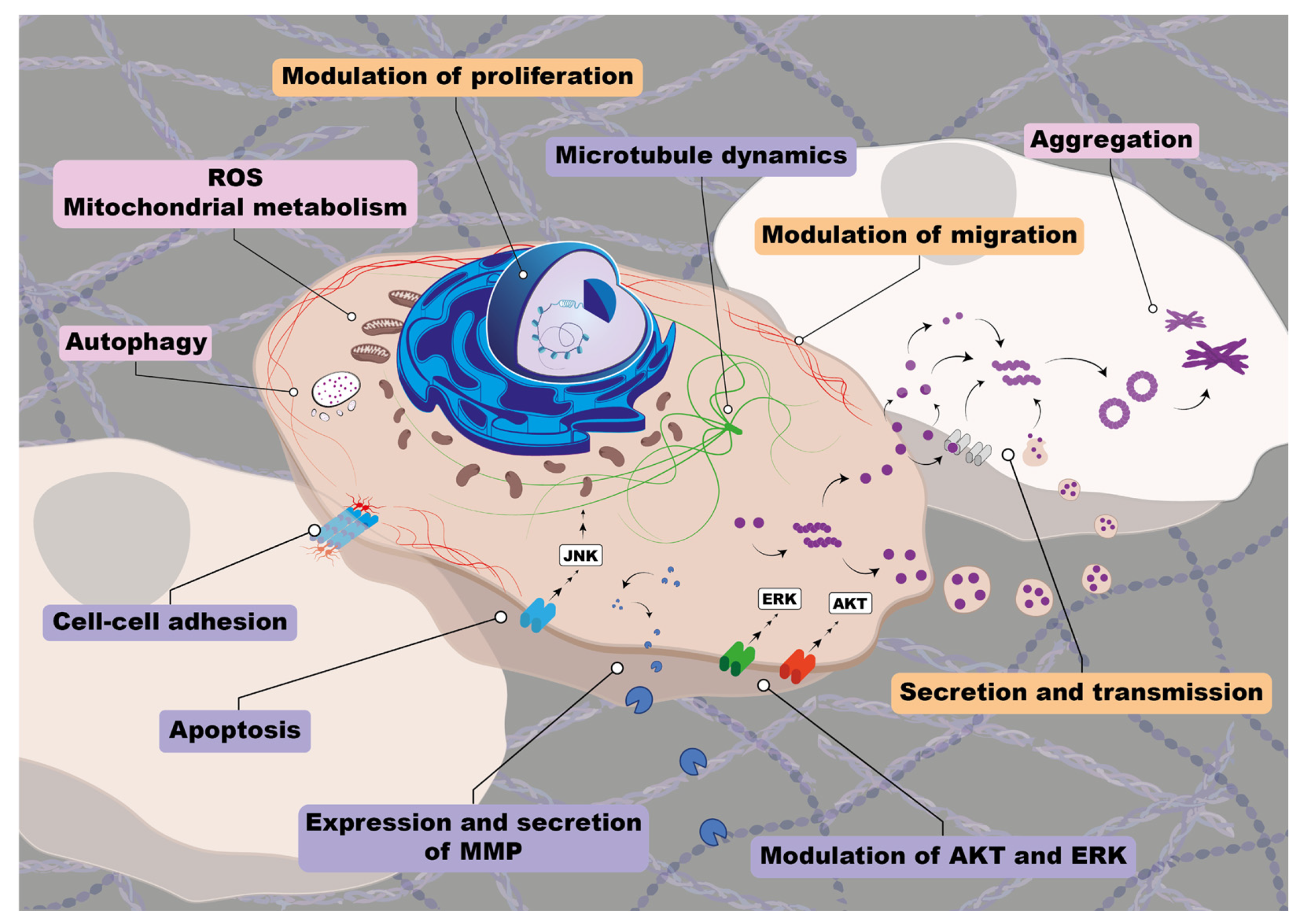 Biomolecules 13 00980 g003