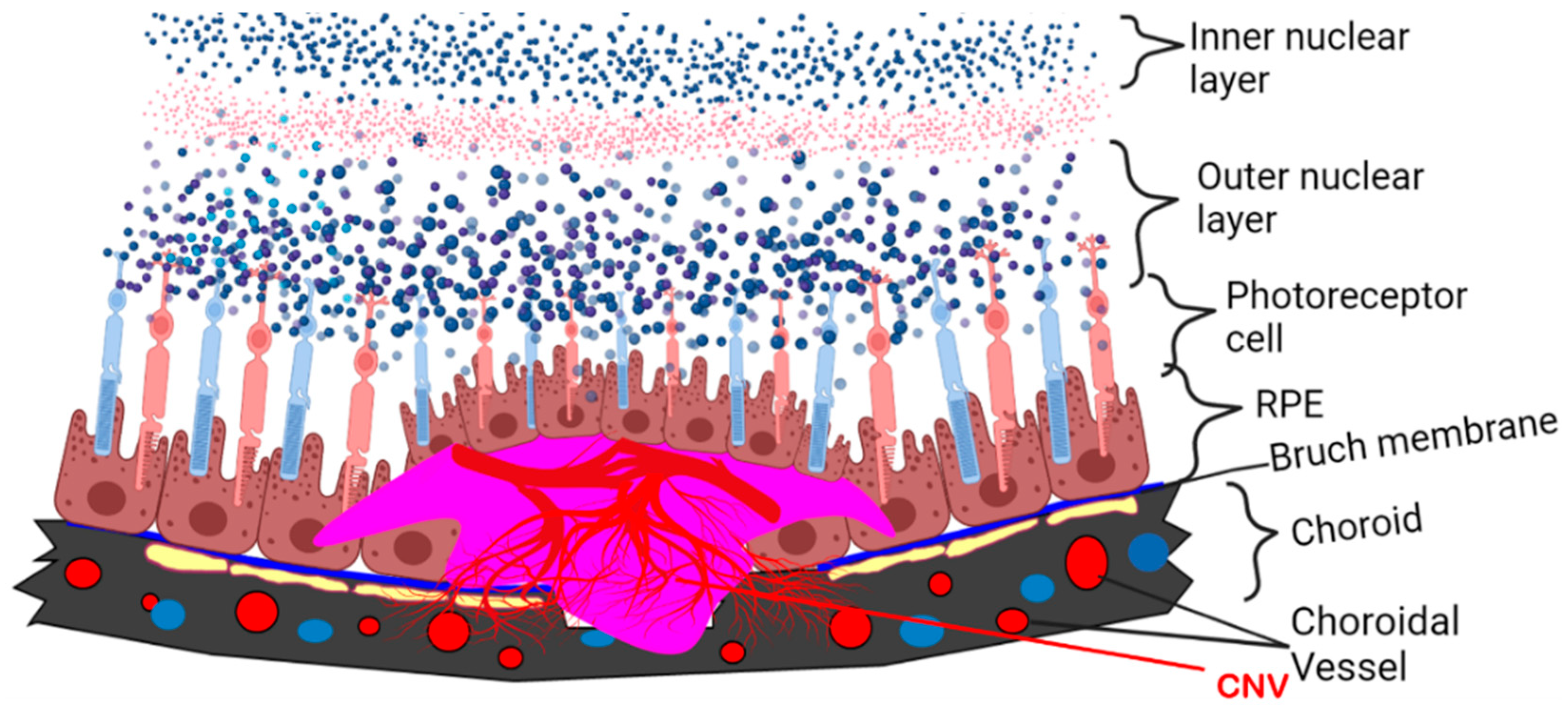 Biomolecules 13 00982 g002 Biomolecules 13 00982 g002