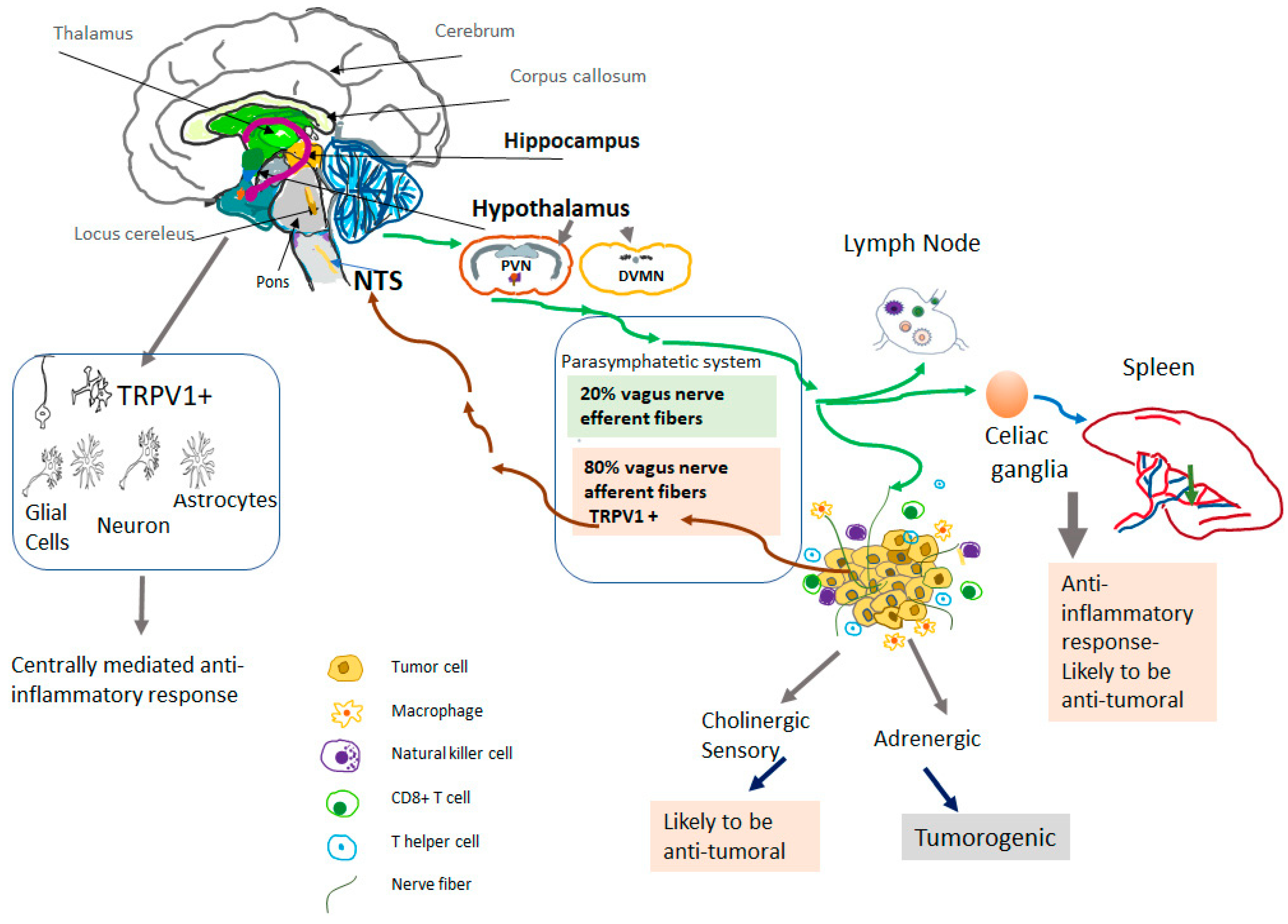 Biomolecules 13 00983 g001