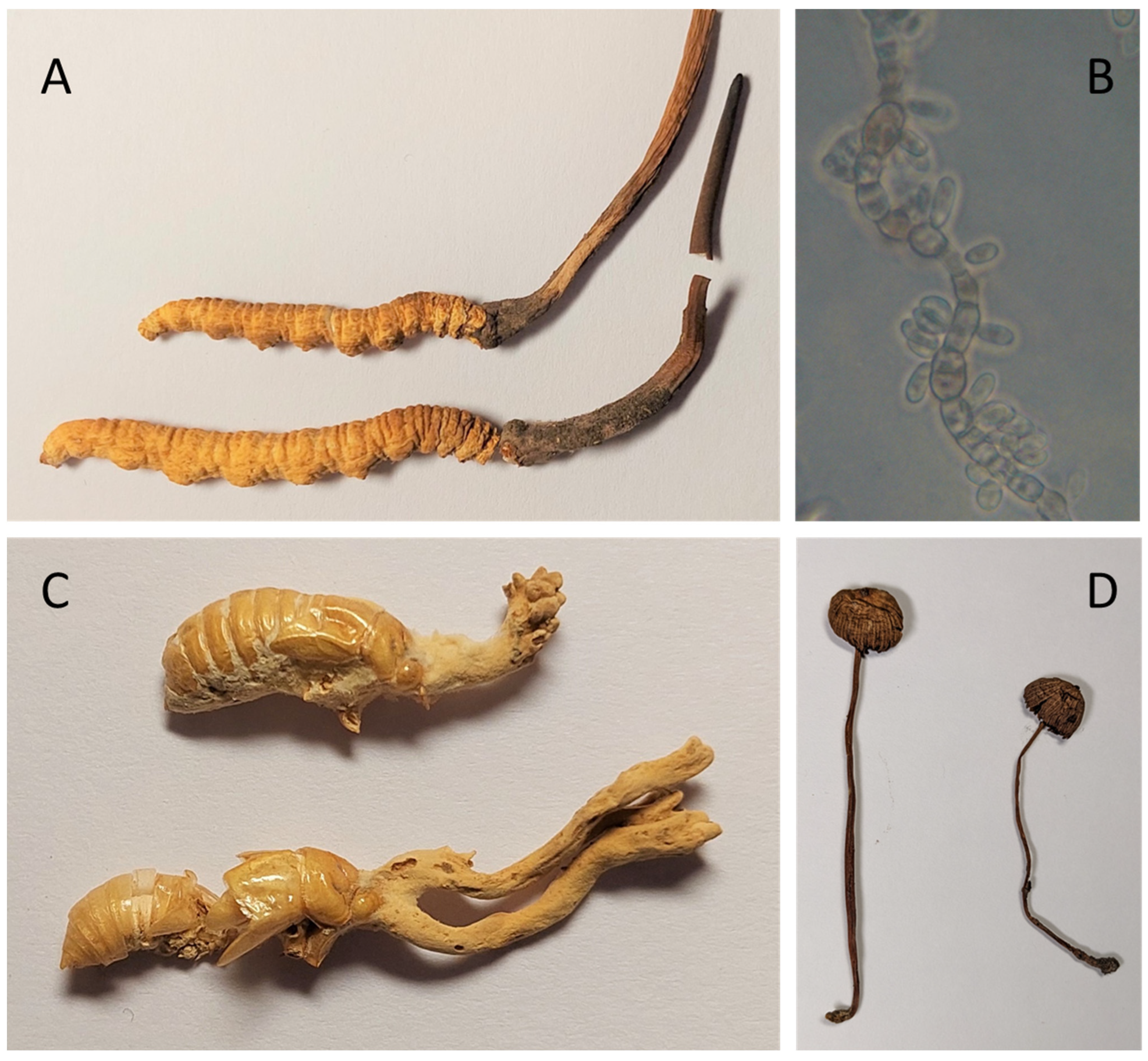 Biomolecules 13 00986 g002