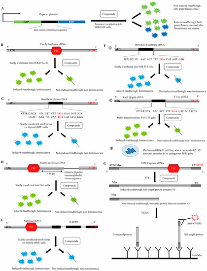 Biomolecules 13 00988 g002