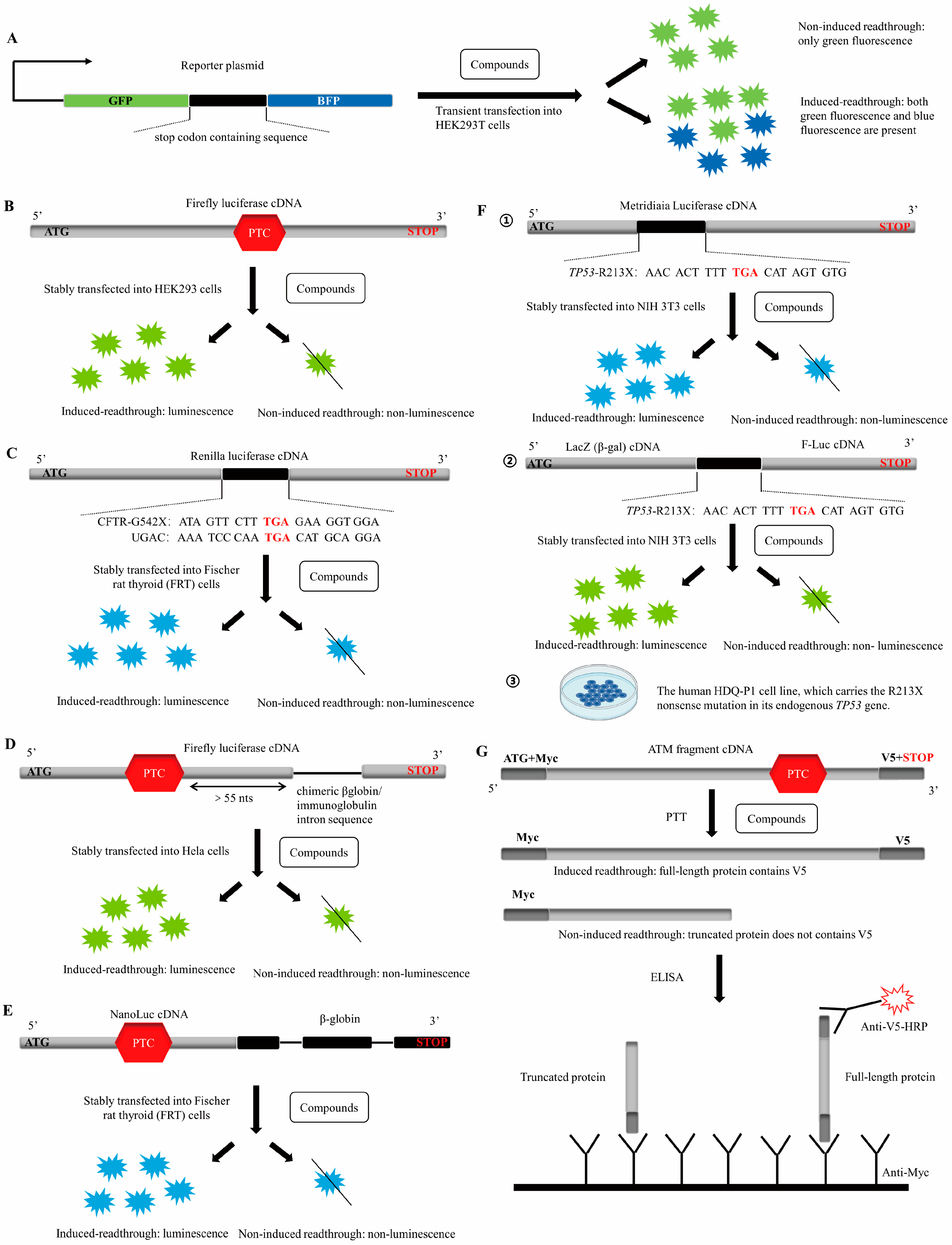 Biomolecules 13 00988 g002