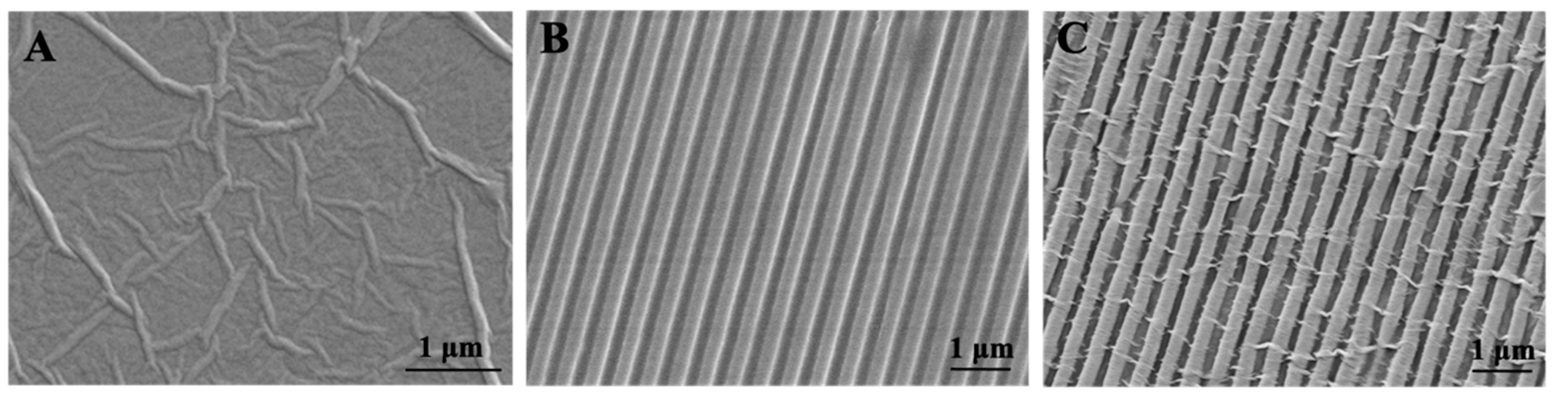 Biomolecules 13 00990 g002