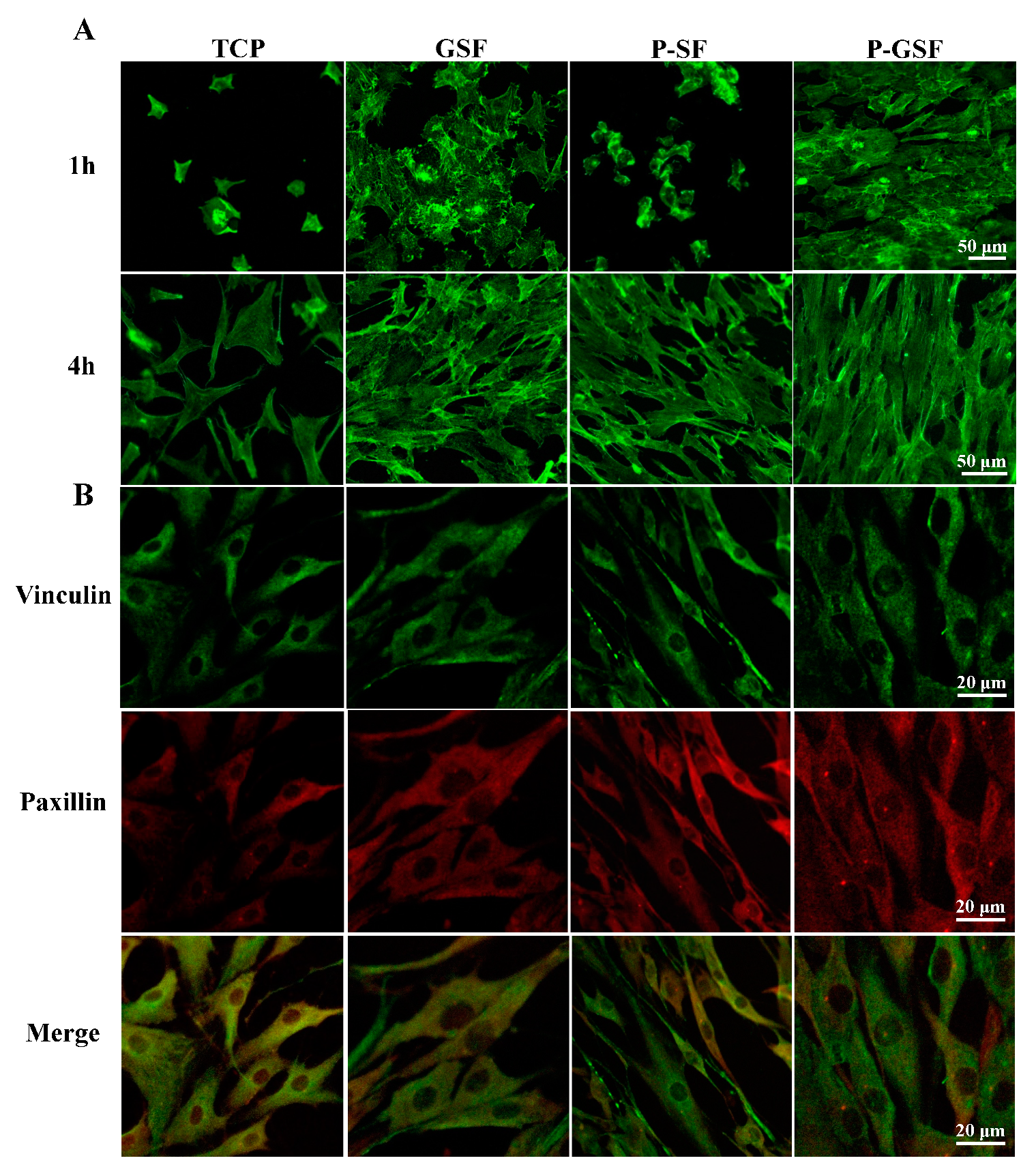 Biomolecules 13 00990 g003