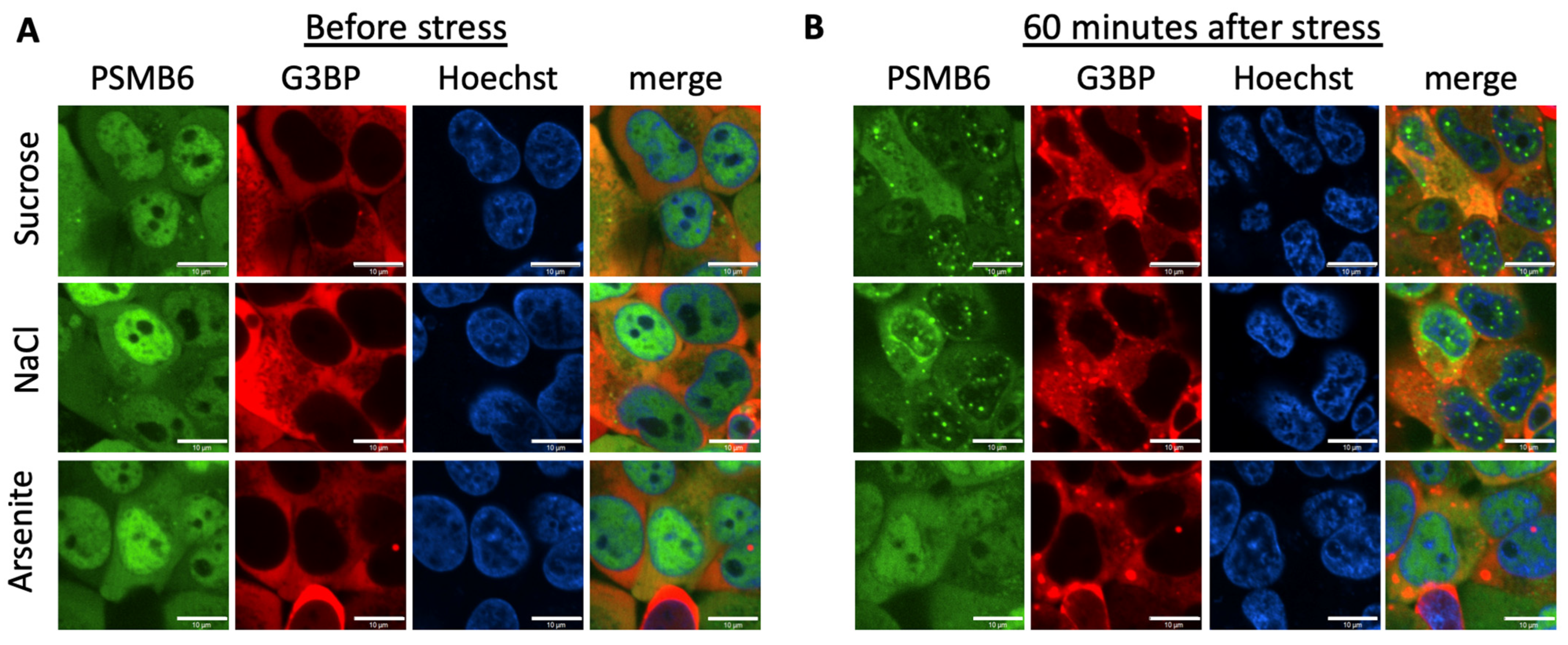 Biomolecules 13 00992 g001