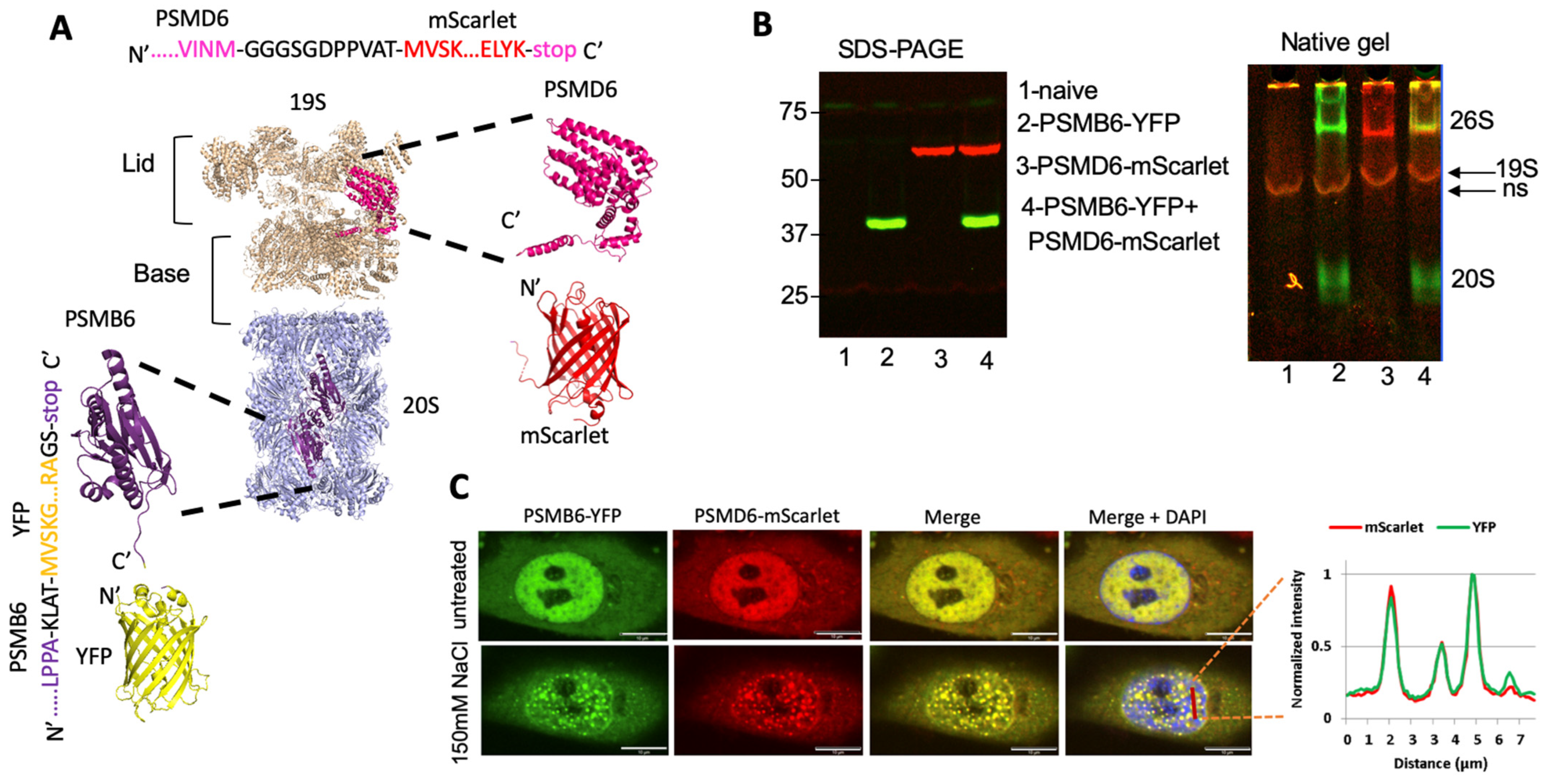 Biomolecules 13 00992 g002