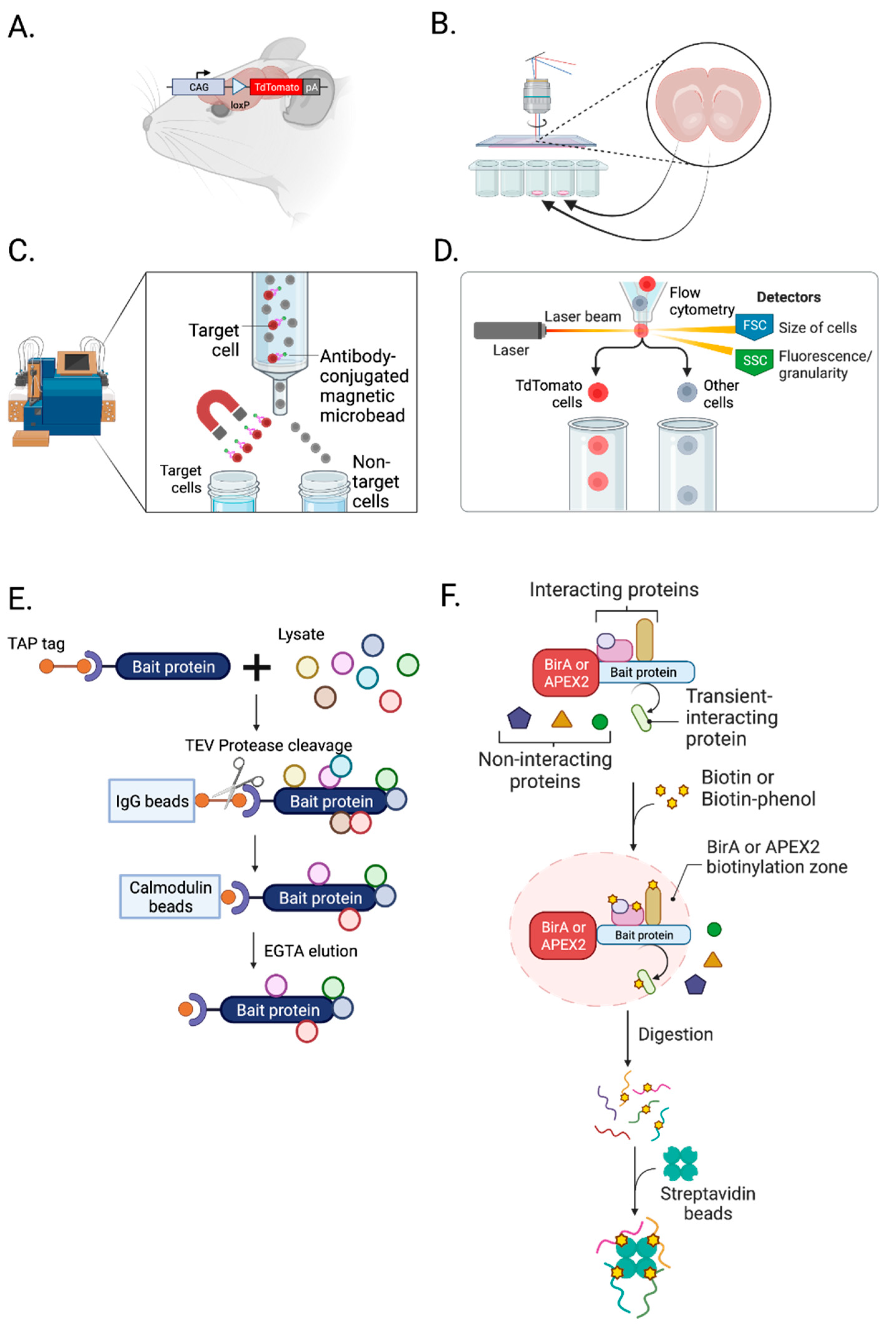 Biomolecules 13 00998 g002