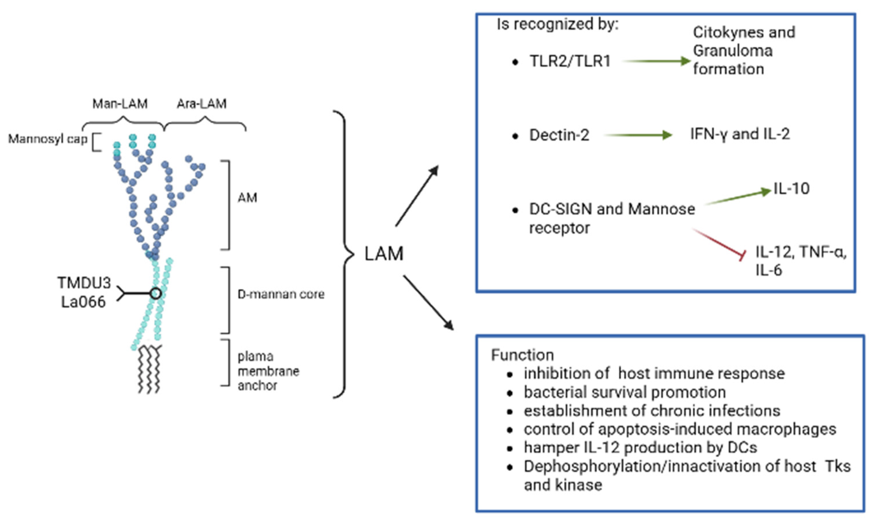 Biomolecules 13 00999 g002