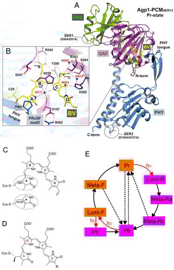 Biomolecules 13 01007 g001