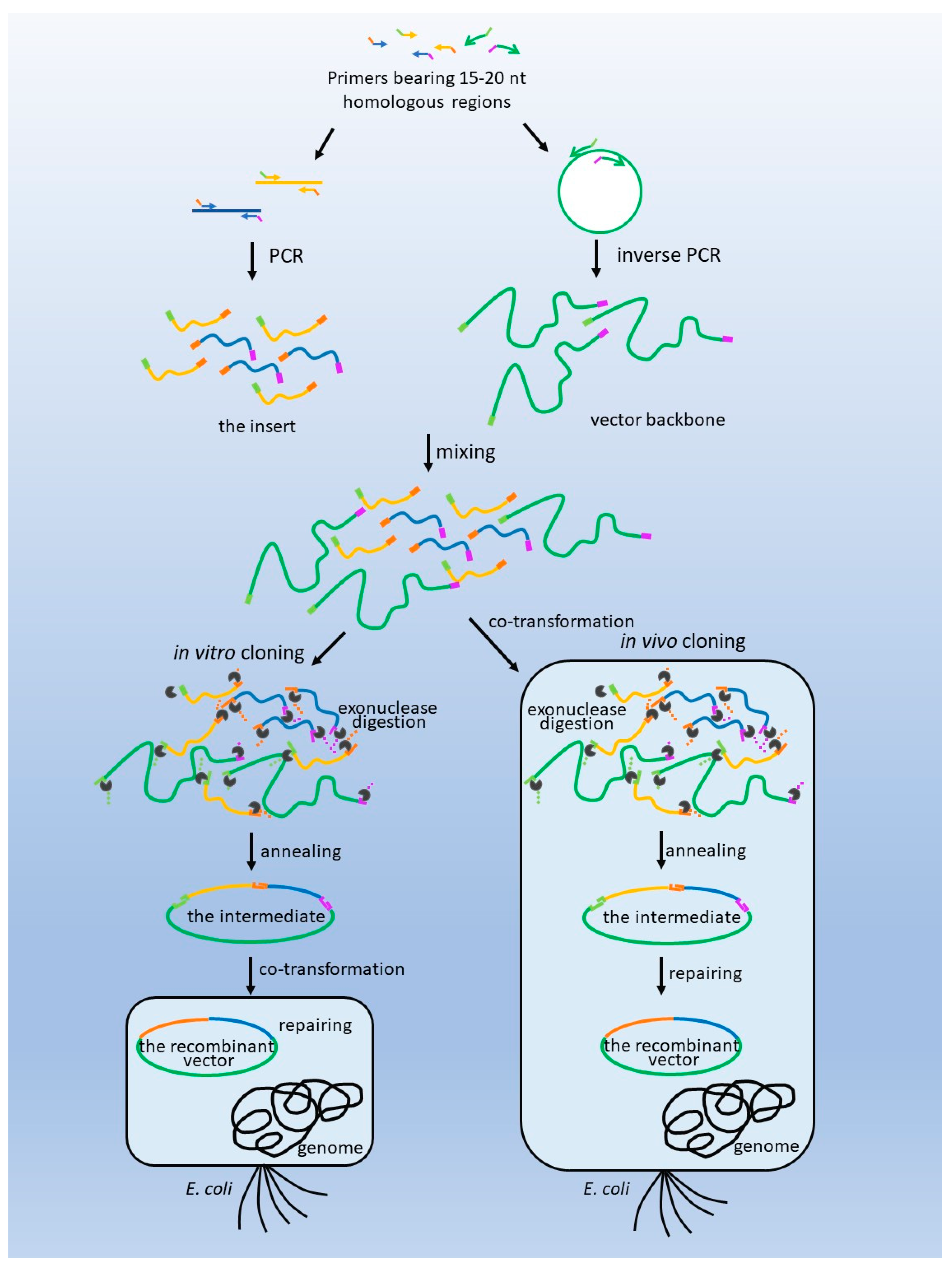 Biomolecules 13 01022 g001
