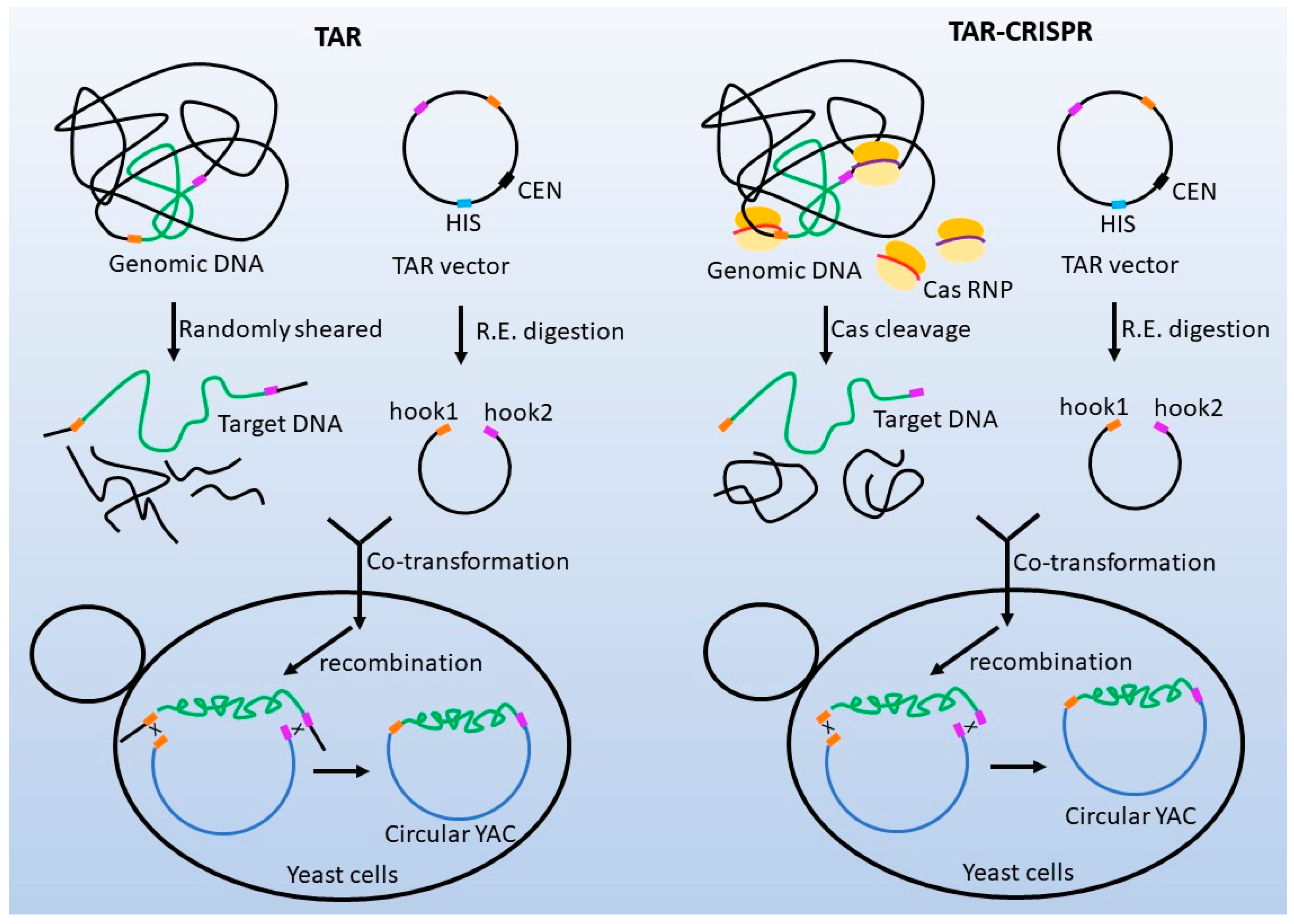 Biomolecules 13 01022 g003