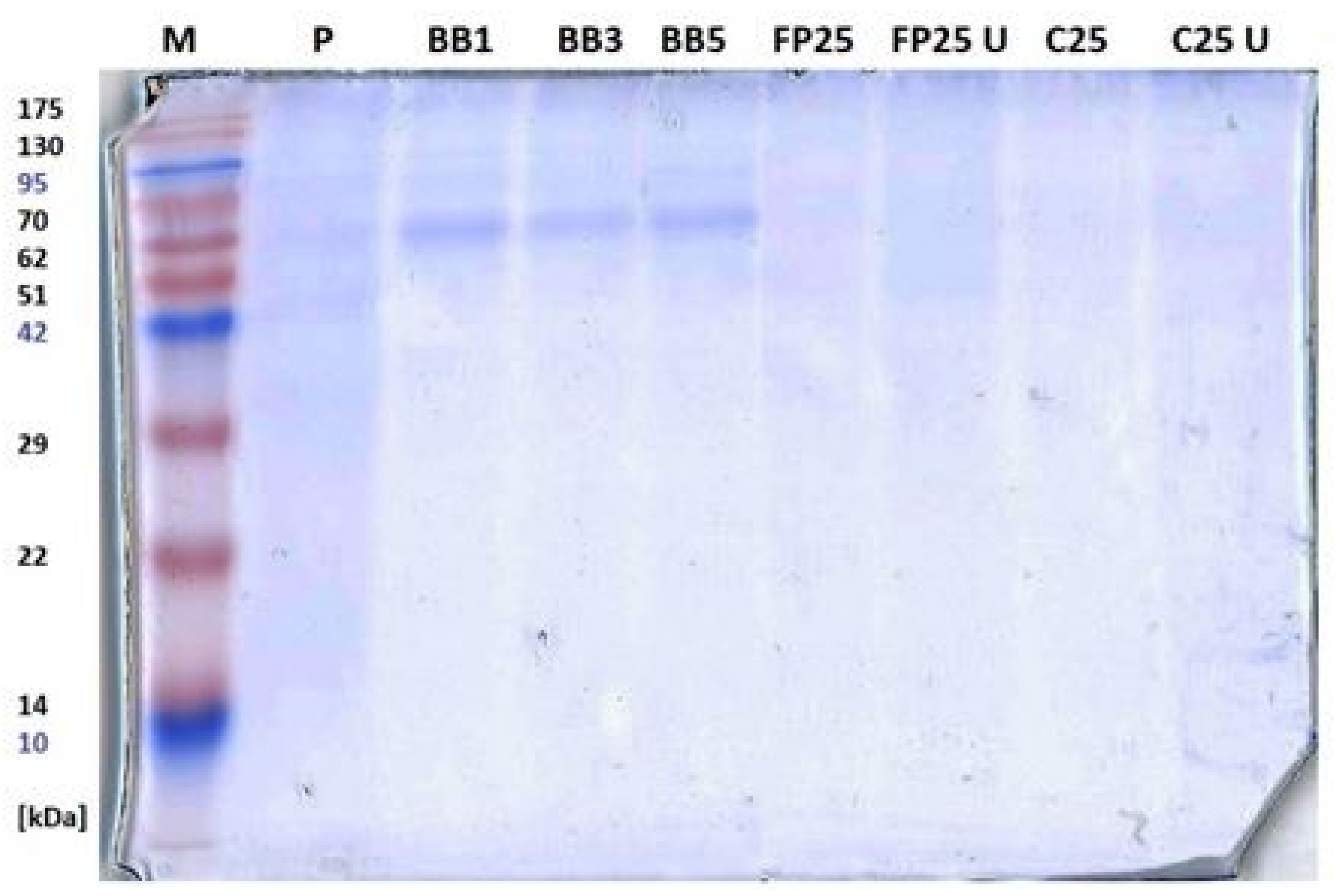 Biomolecules 13 01025 g005