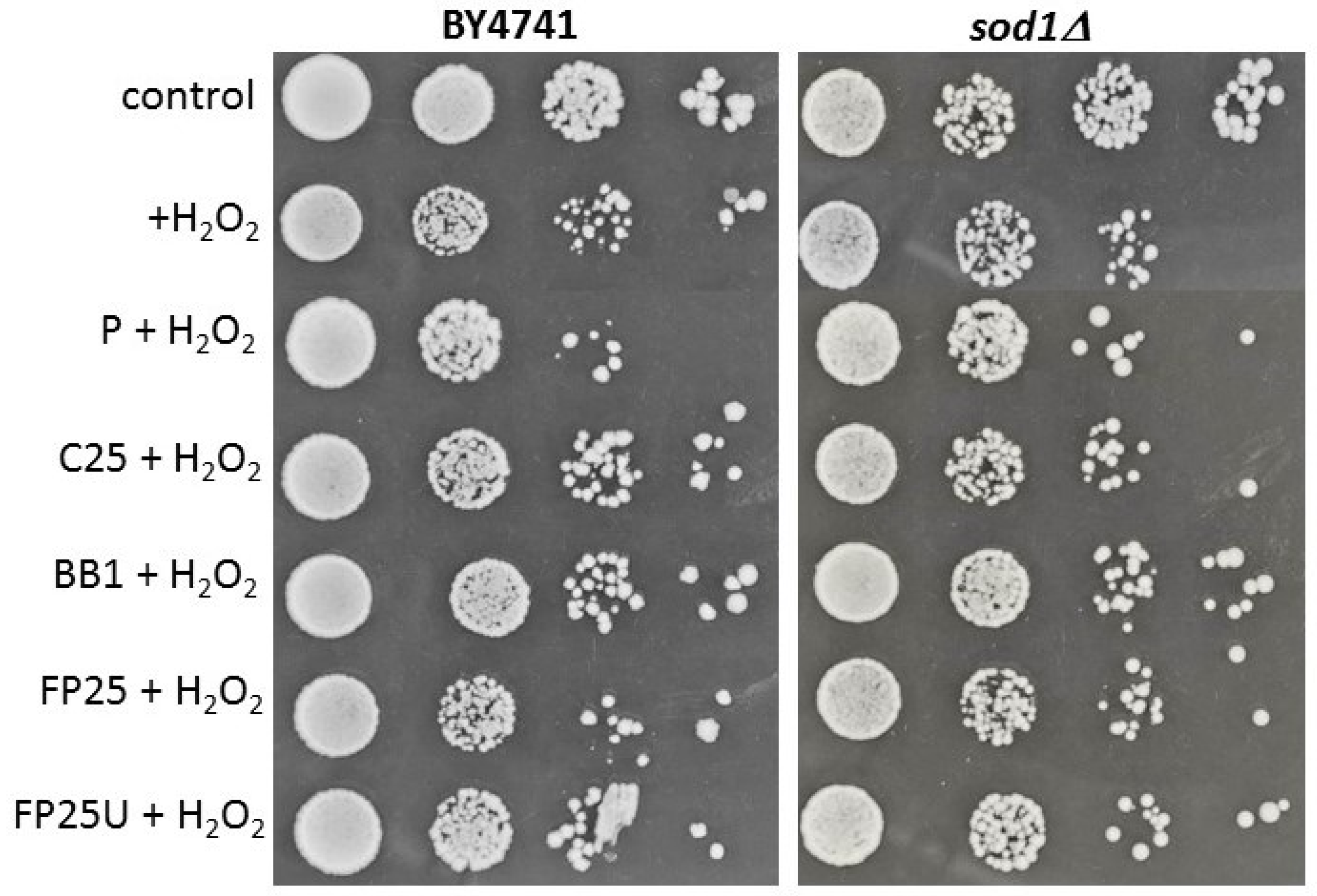 Biomolecules 13 01025 g007