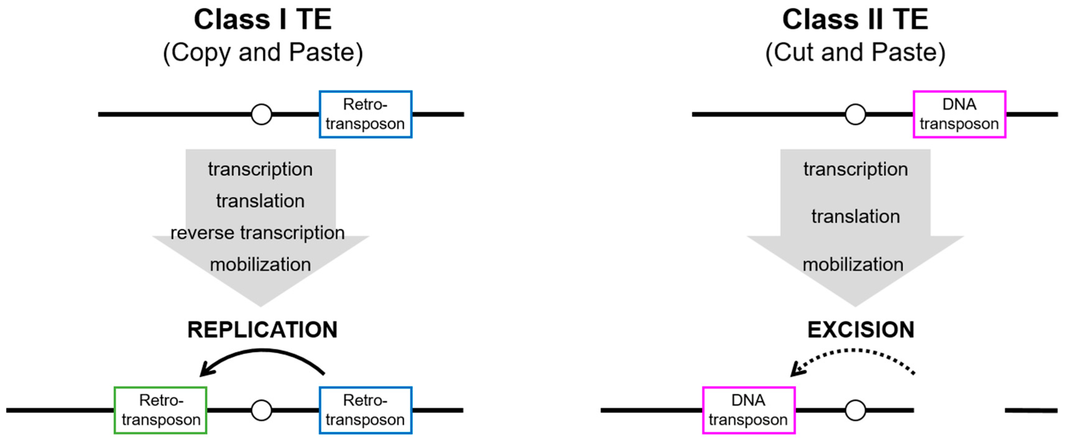 Biomolecules 13 01027 g001