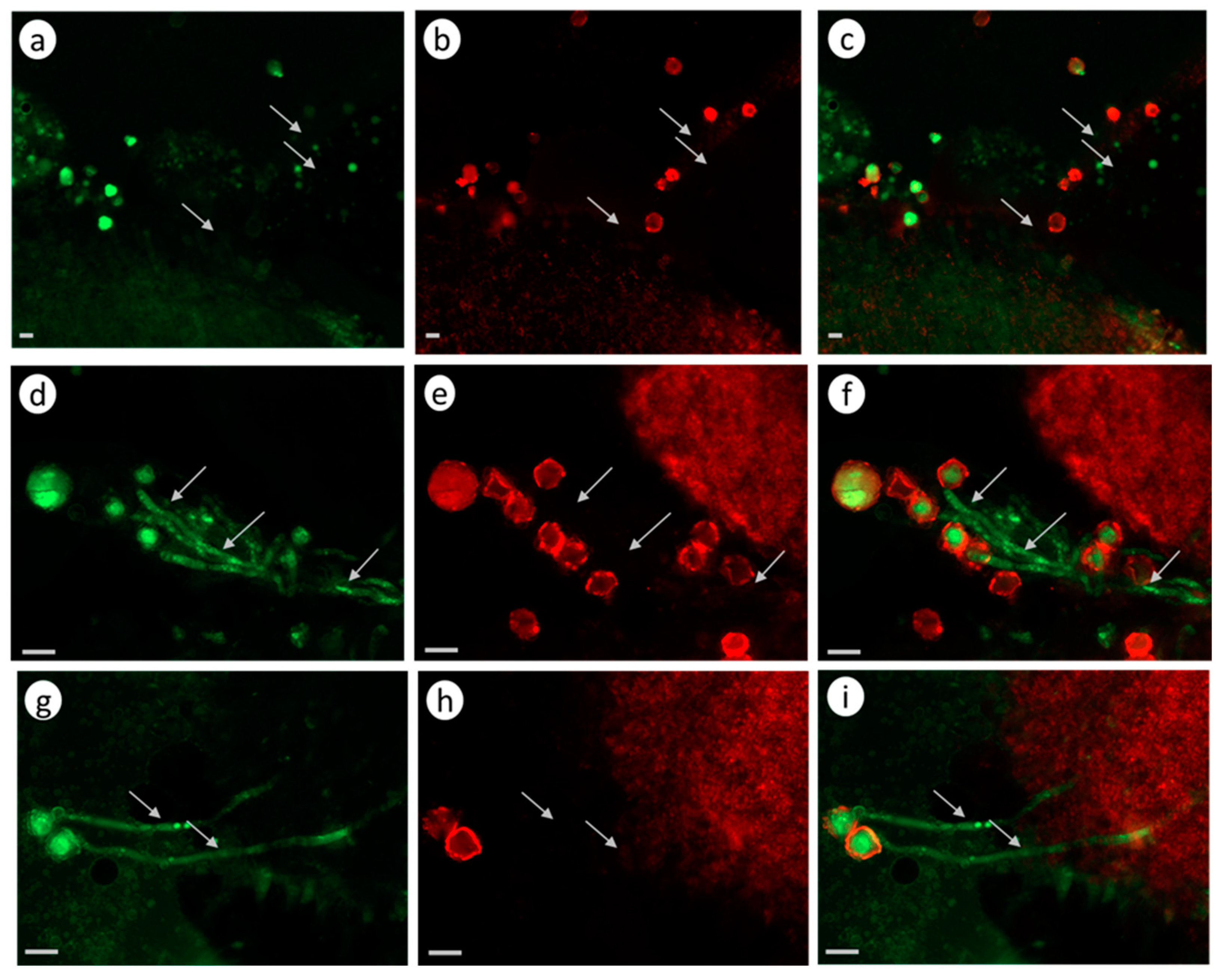 Biomolecules 13 01033 g004
