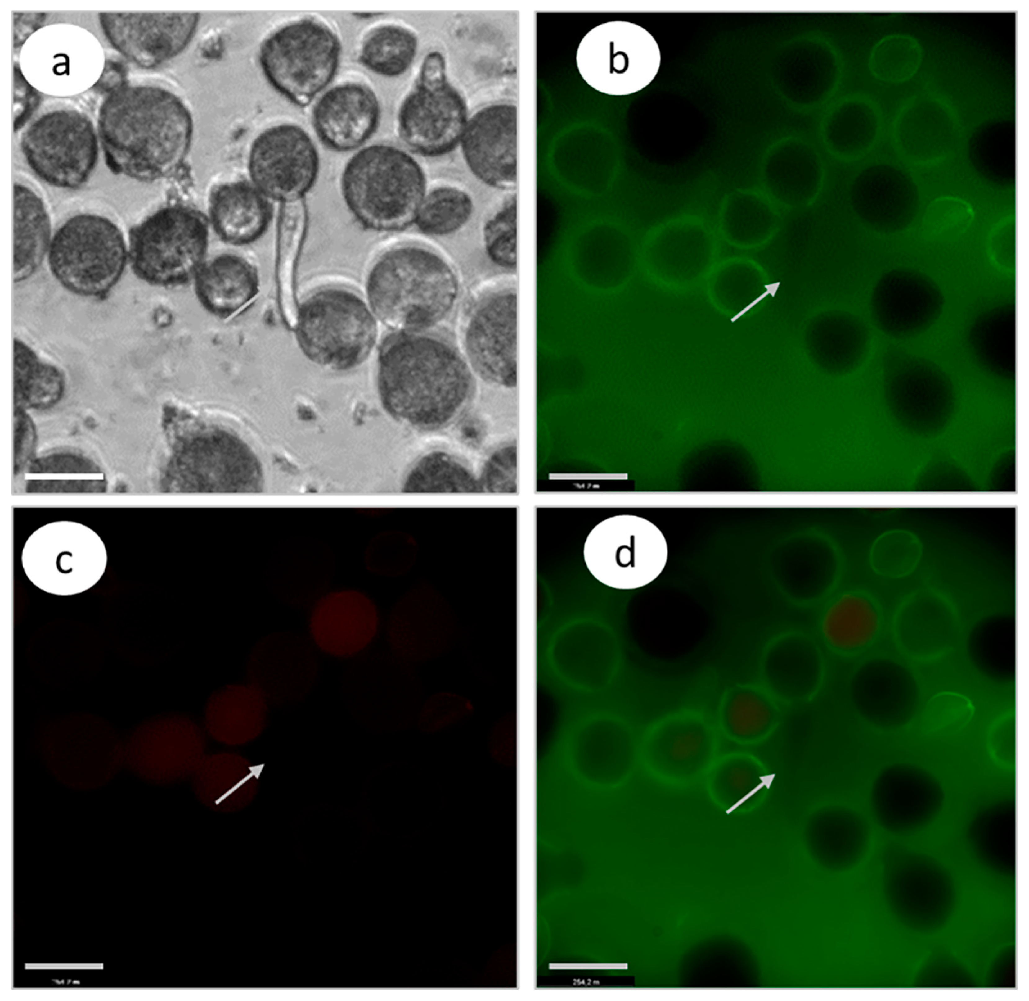 Biomolecules 13 01033 g007