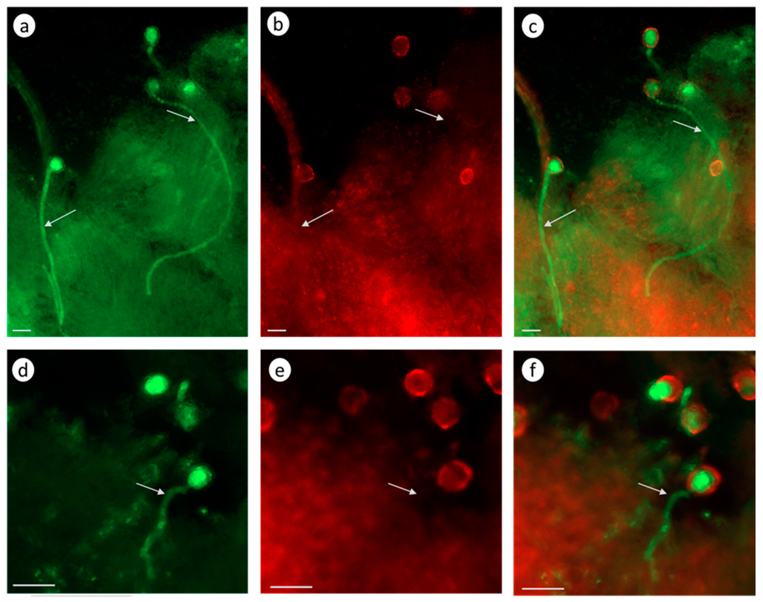 Biomolecules 13 01033 g008