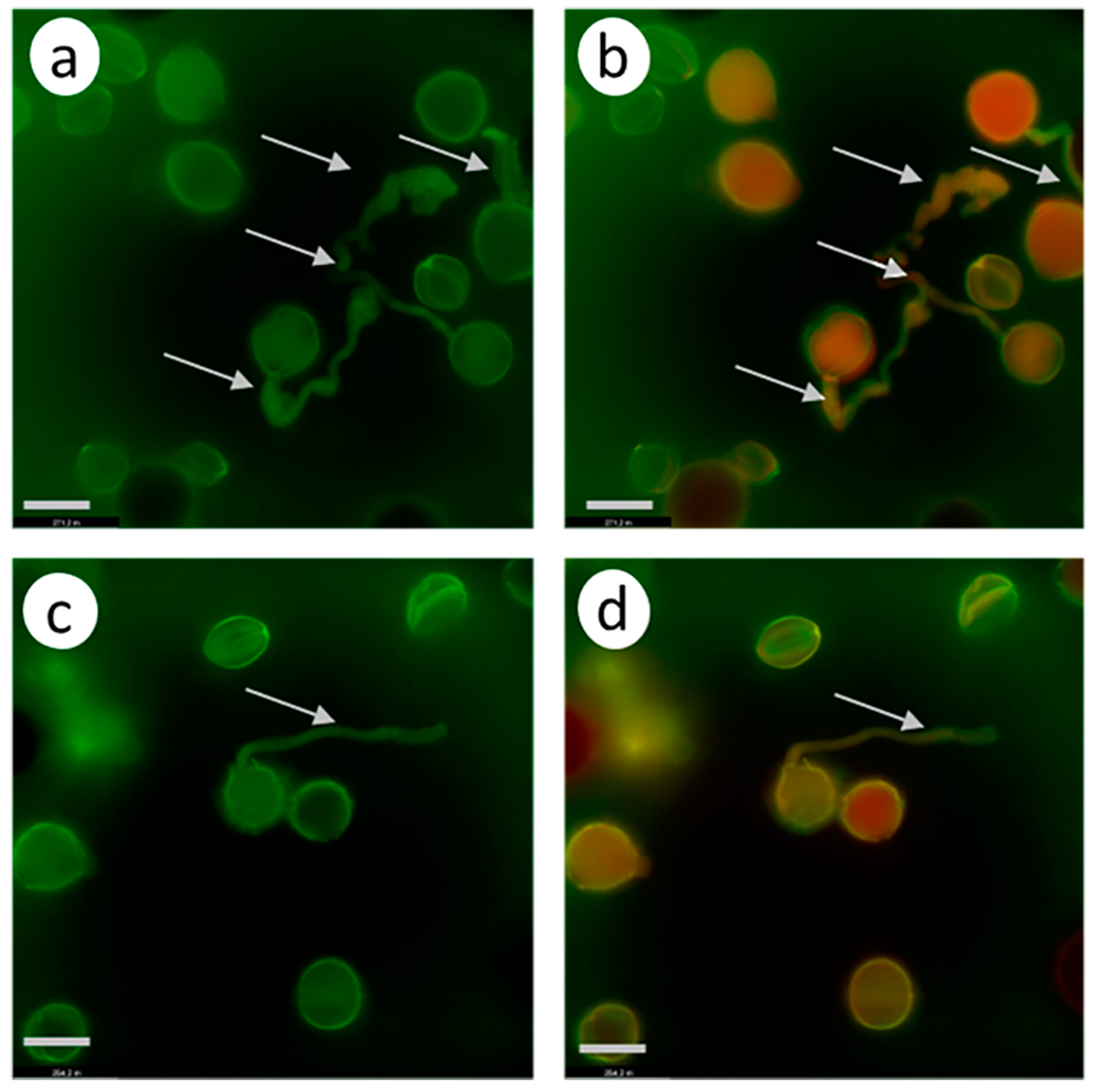 Biomolecules 13 01033 g009